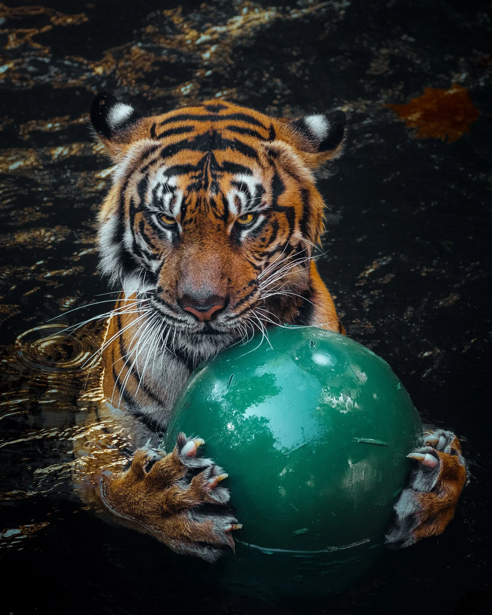 A tiger playing with a green ball in water.