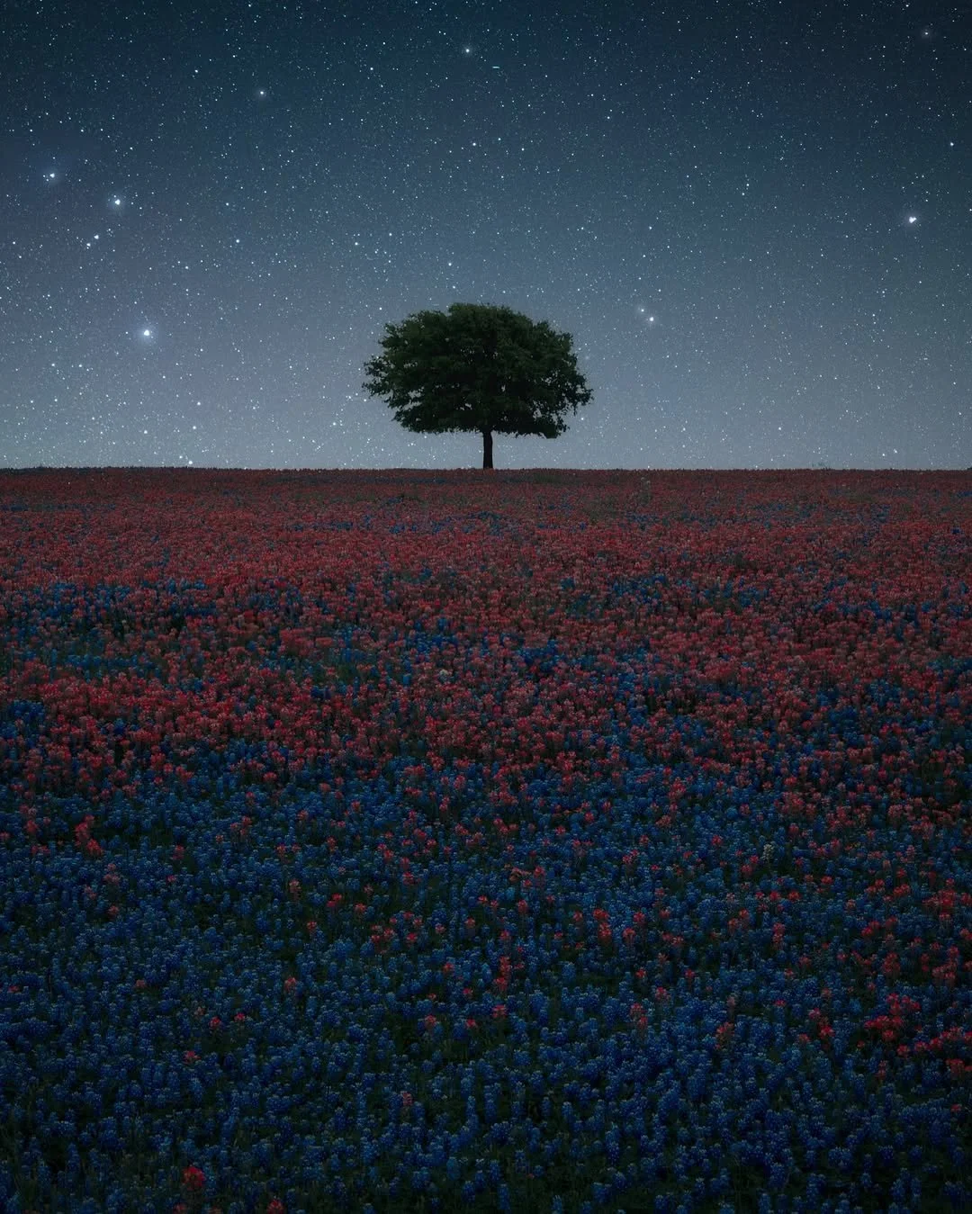 A solitary tree on a hilltop under a starry night sky, with a field of red and blue flowers in the foreground.