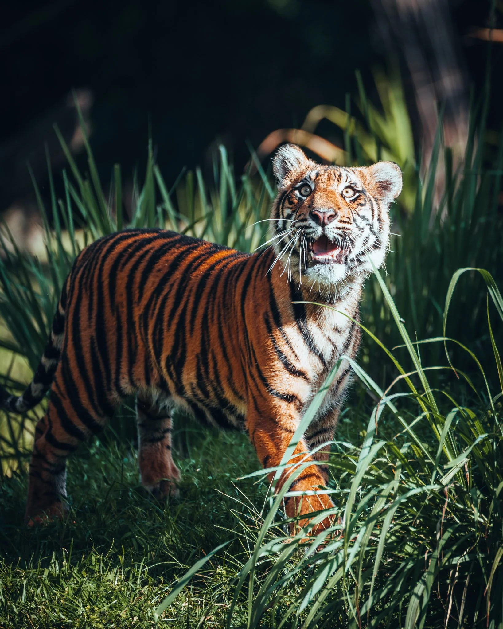 A young tiger walking through tall green grass in a shaded jungle area.
