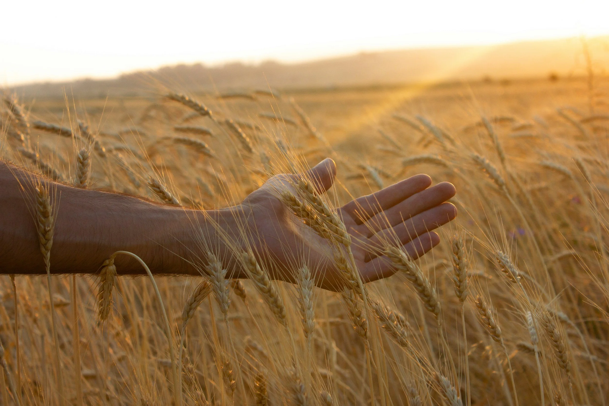 A person's hand gently touching wheat stalks in a golden wheat field during sunset.