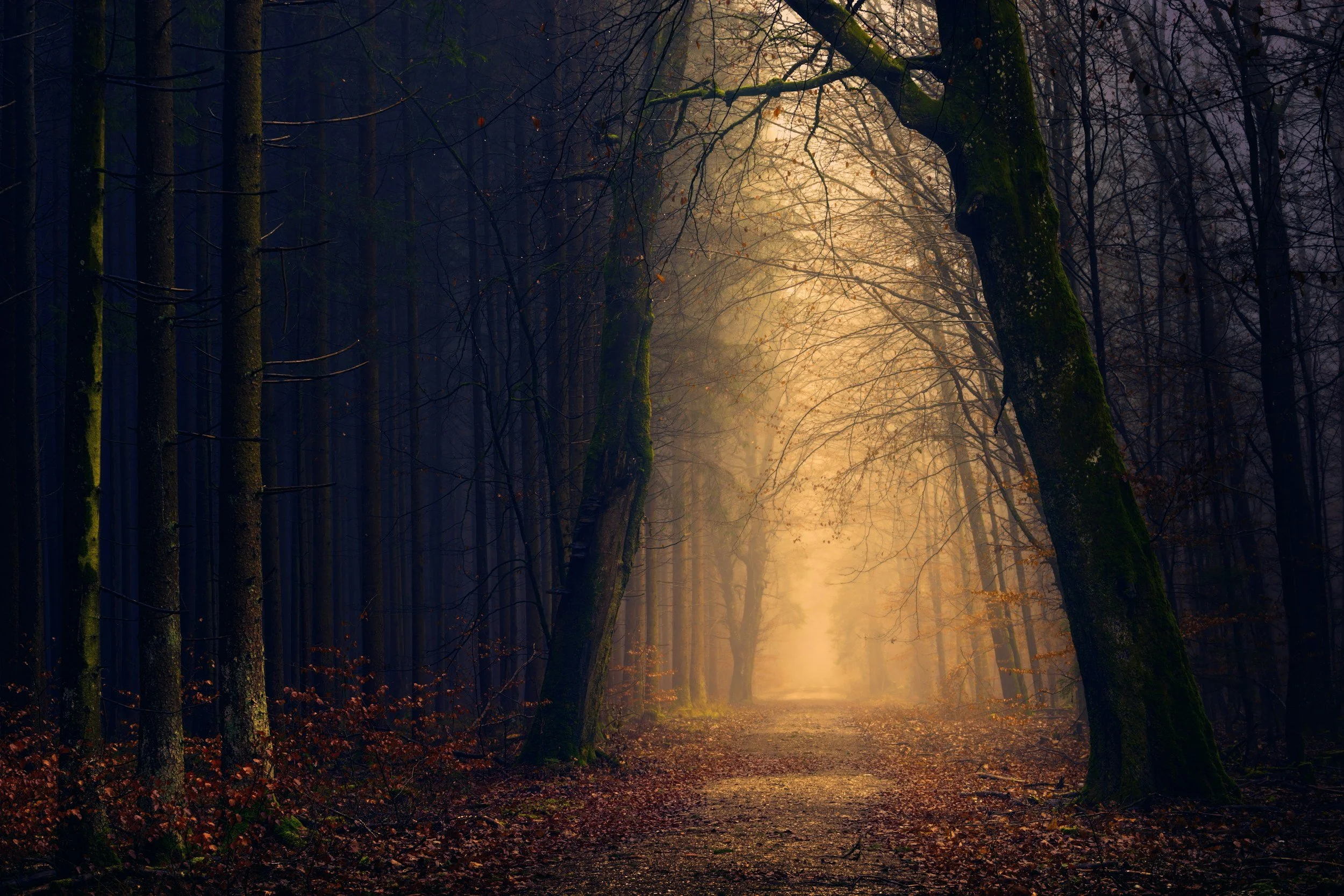 A forest path with tall trees on both sides, some covered in moss. The trees are mostly leafless, and the ground is covered with fallen leaves. A warm glow of sunlight filters through the mist and branches, creating a mysterious and tranquil atmosphere.
