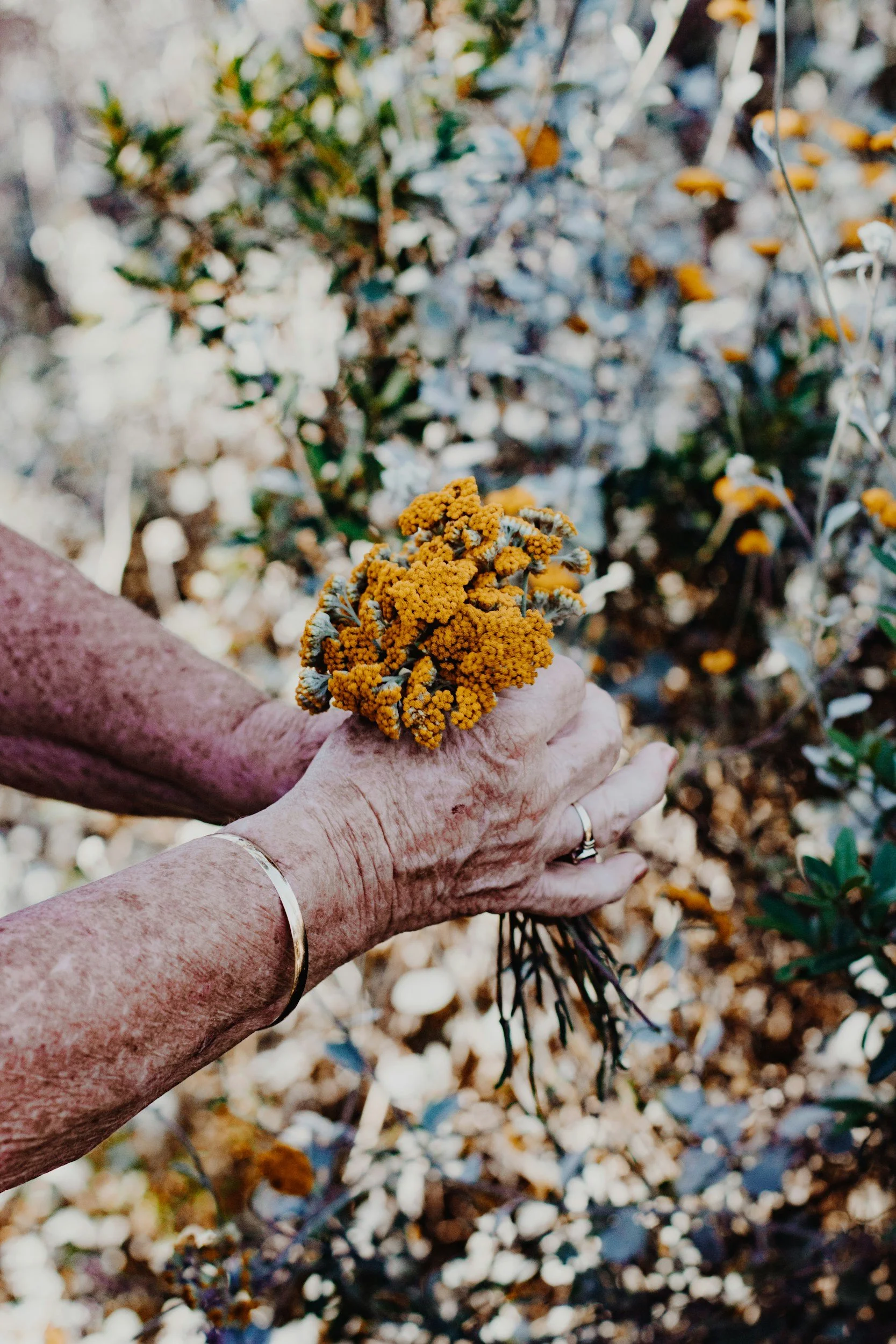 Weathered hands holding a small bundle of yellow wildflowers over fallen leaves + Ancestor Messenger + remembrance and inherited strength