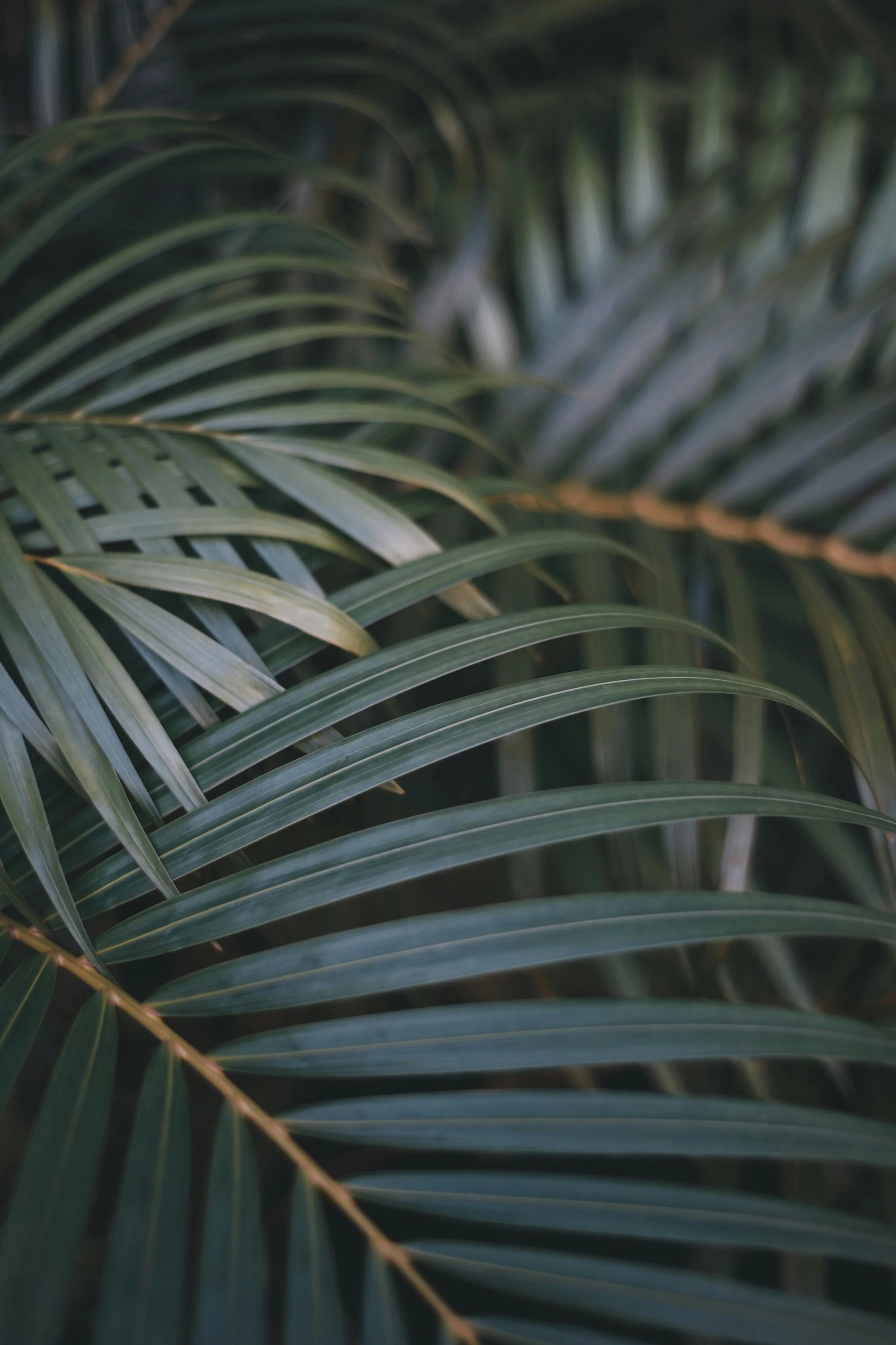 Palm Sunday
