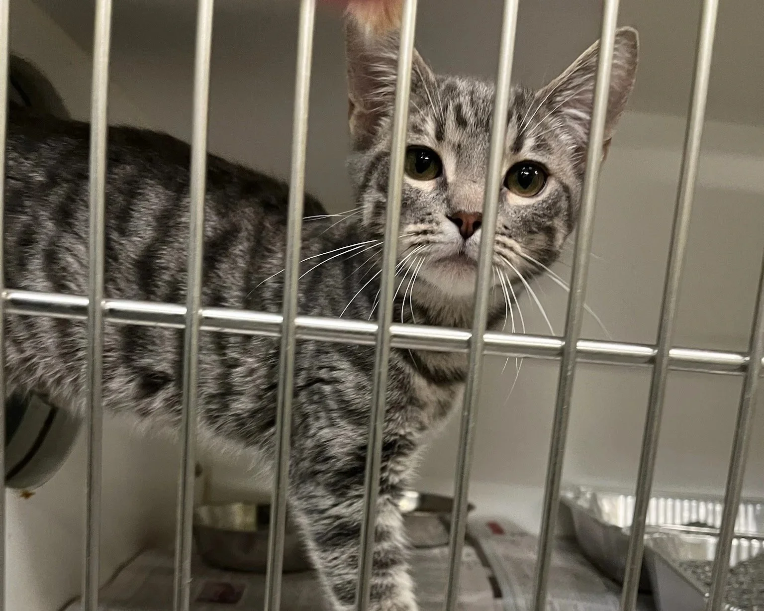 A grey tabby cat with yellow-green eyes standing inside a metal cage, looking out through the bars.