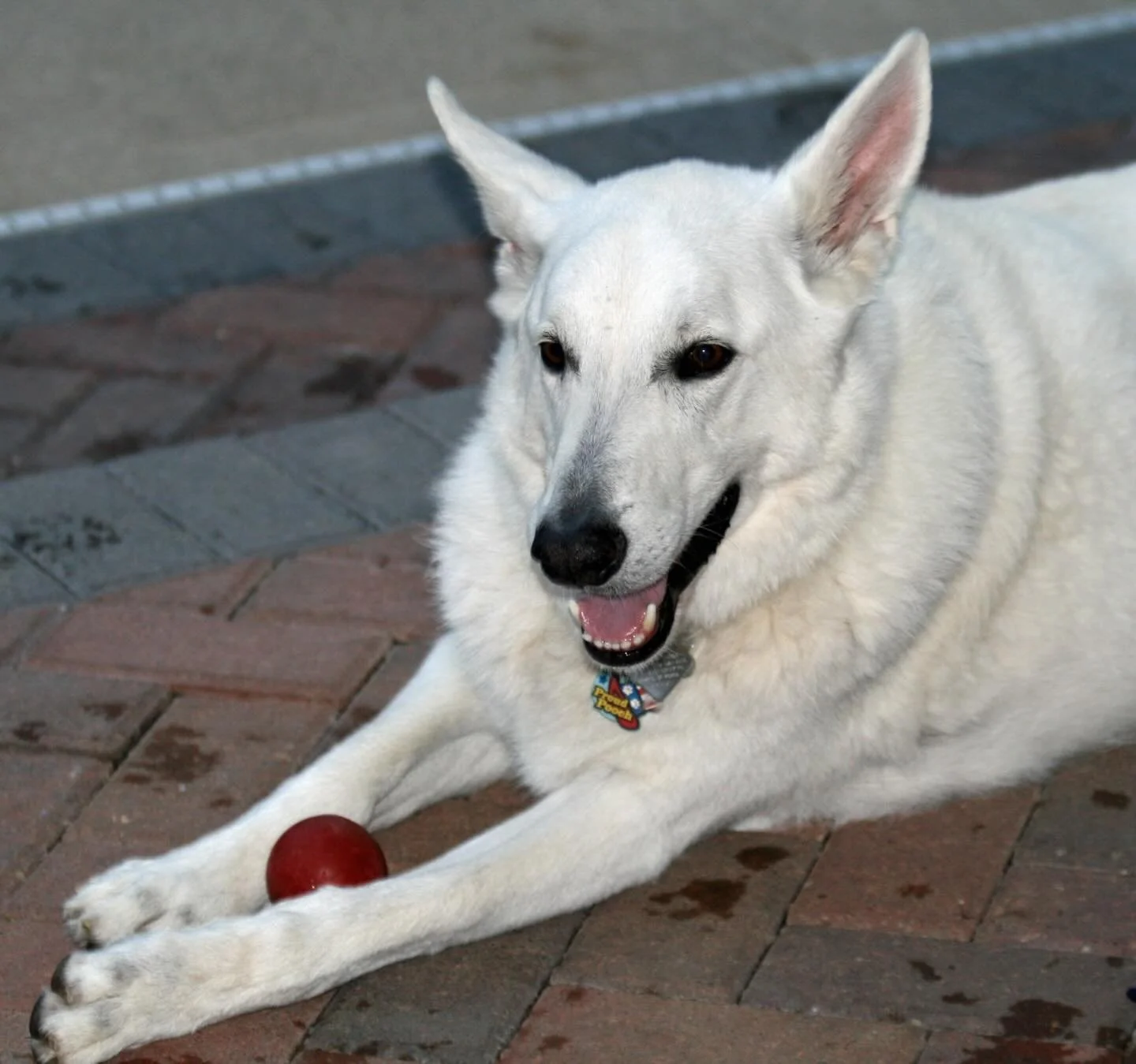 This is Conan. He was a very special dog and friend to our board member and founder Mike Shinn. One day while playing frisbee outside, Conan suffered a terrible injury. Radiology scans would show exactly what type of surgery he needed to live a long,