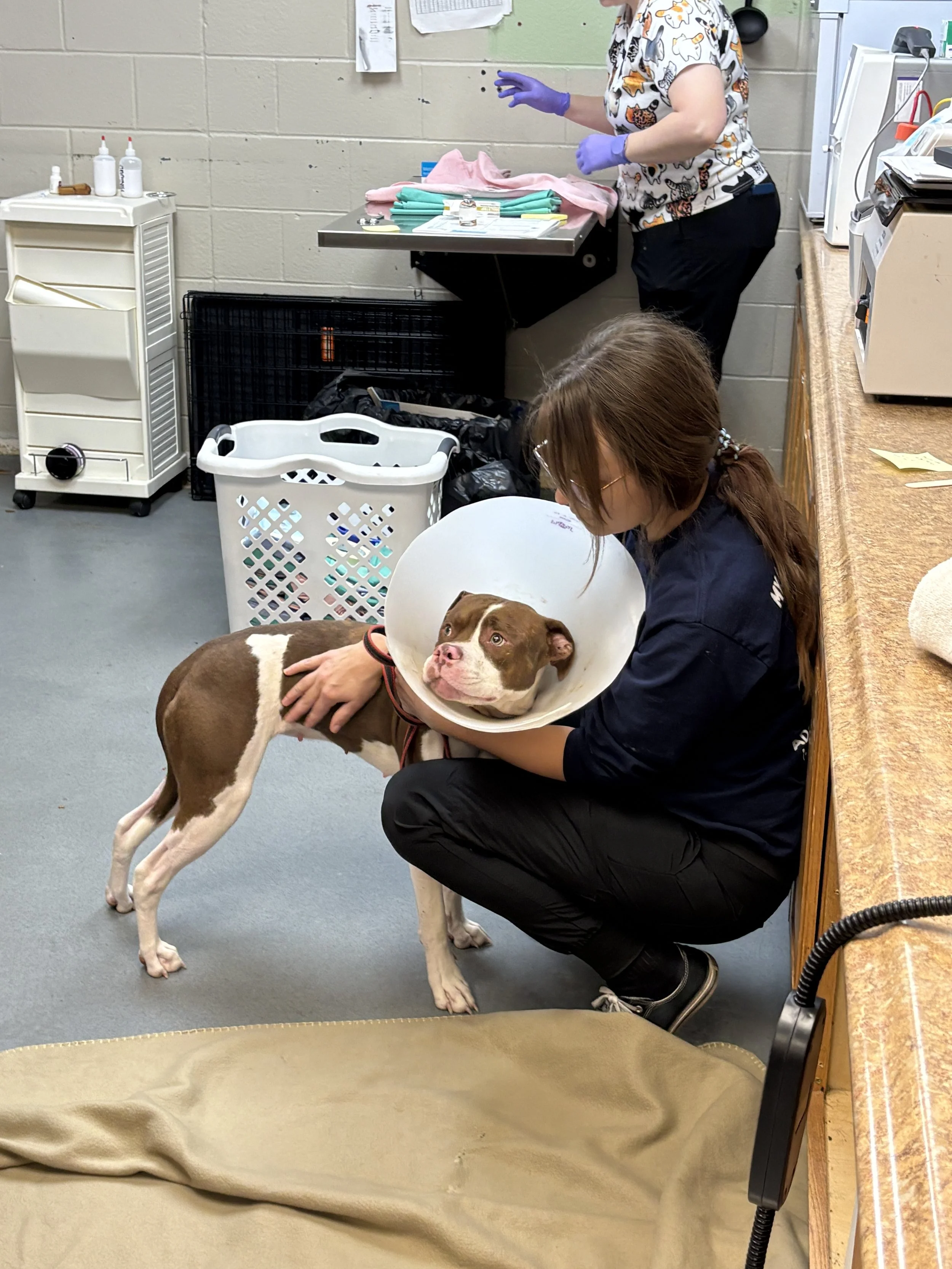 A veterinarian or animal technician with purple gloves preparing medical supplies on a table while a woman in a dark uniform holds a medium-sized brown and white dog with a cone around its neck in an animal clinic or veterinary hospital.