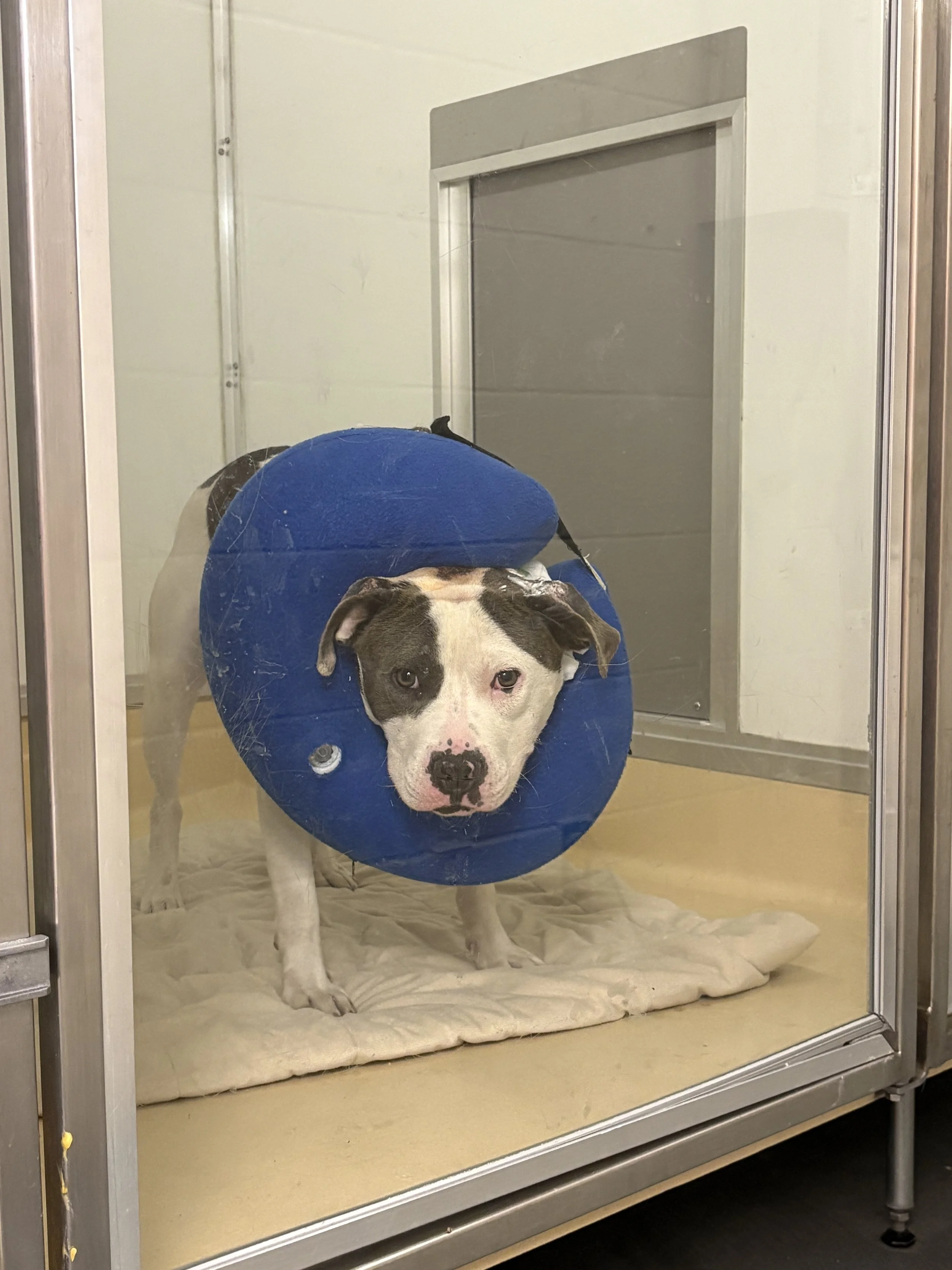 A dog with a white coat and black markings on its face, wearing a blue neck collar, inside a glass enclosure, lying on a soft surface.