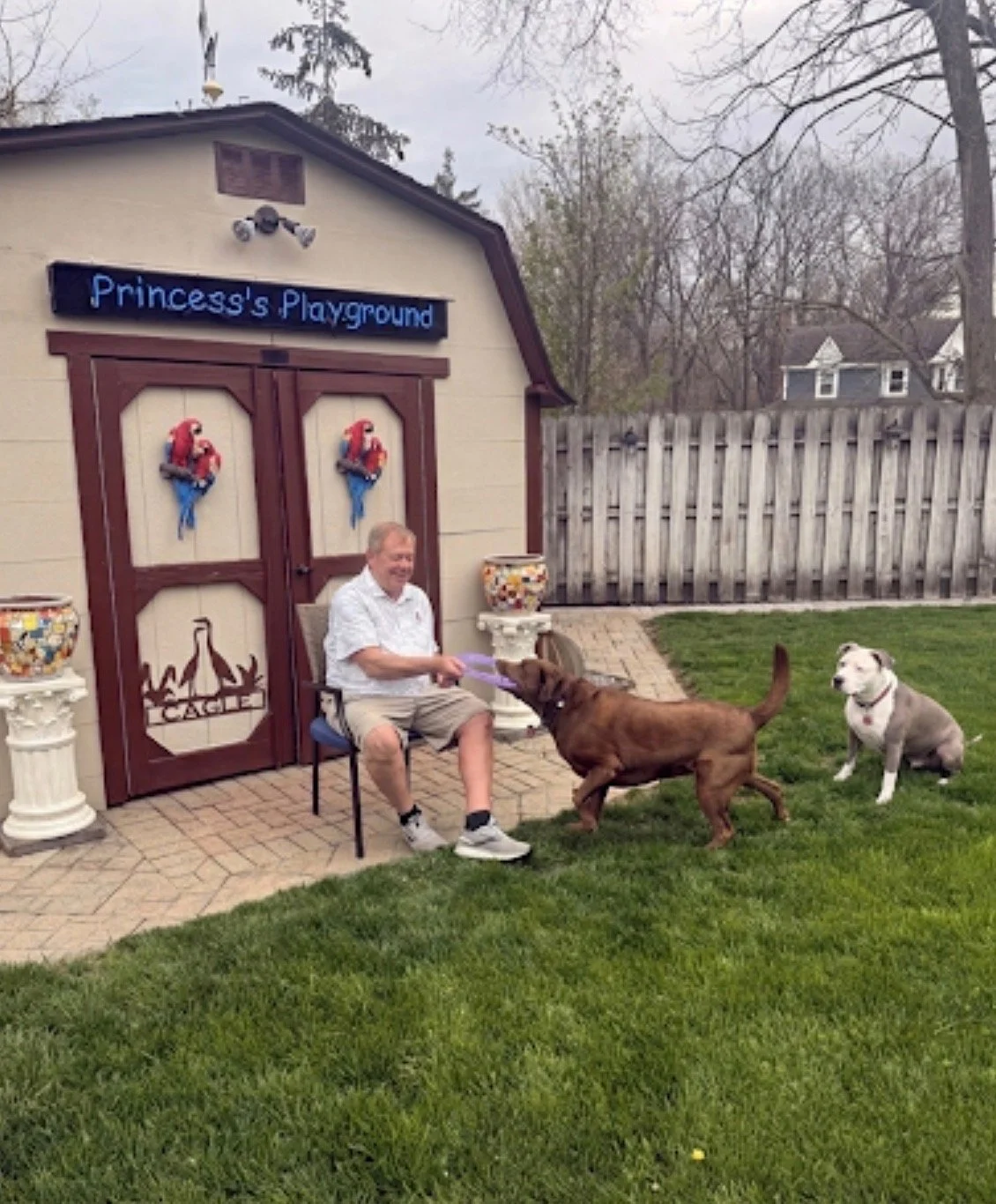 A man sitting on a chair in his backyard, playing tug-of-war with two dogs, one brown retriever and a gray and white pit bull. There is a sign on a shed that reads 'Princess's Playground' with decorative parrots hanging on the shed door, and a fenced yard with trees and houses in the background.