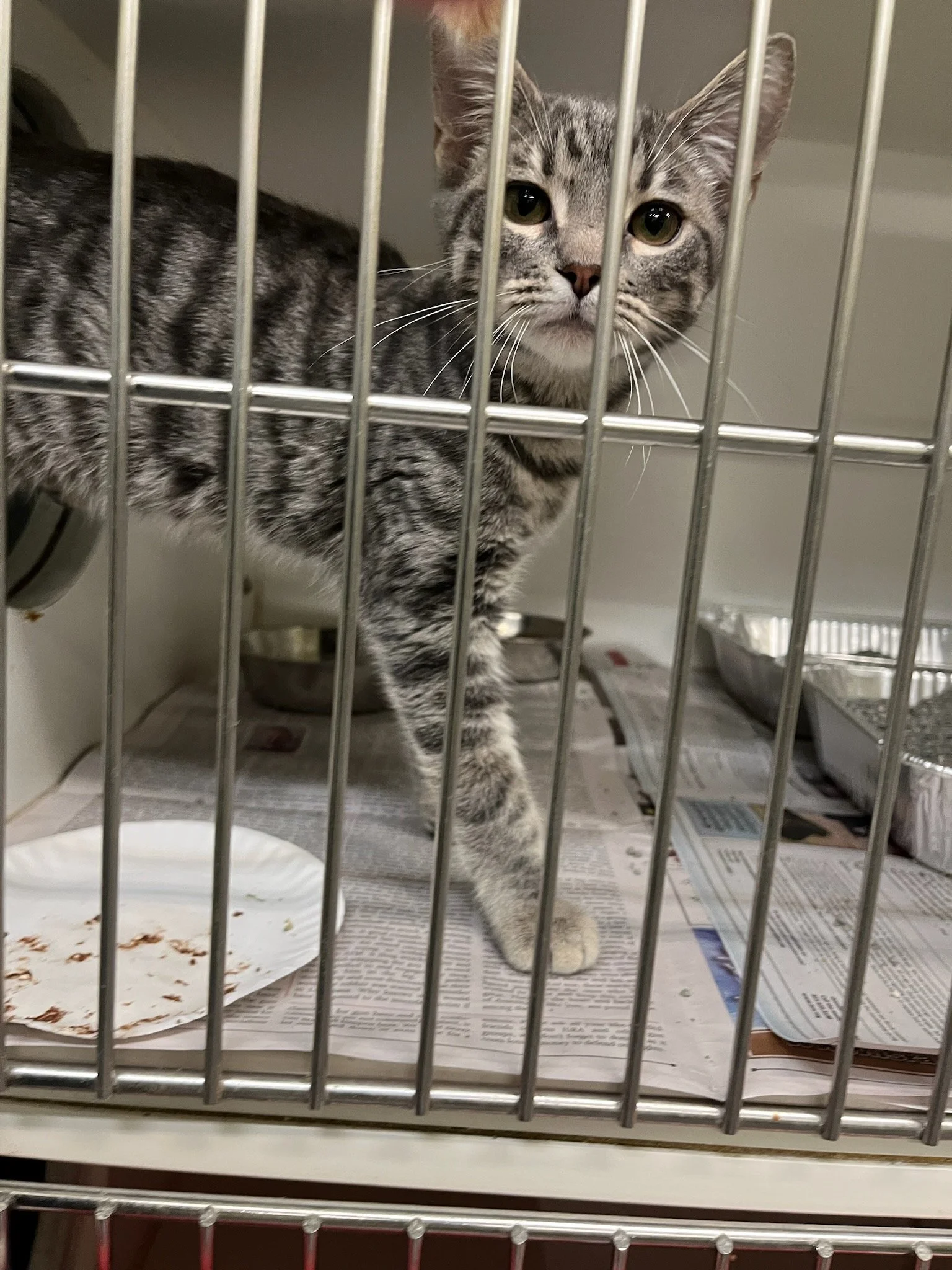 Gray tabby cat with green eyes behind metal bars inside a cage, standing on newspaper with a white paper plate and food dishes nearby.