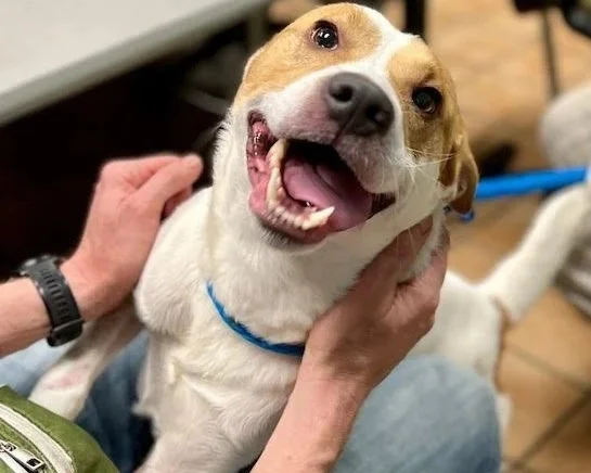 A happy dog with a big smile, being gently held and petted by a person.