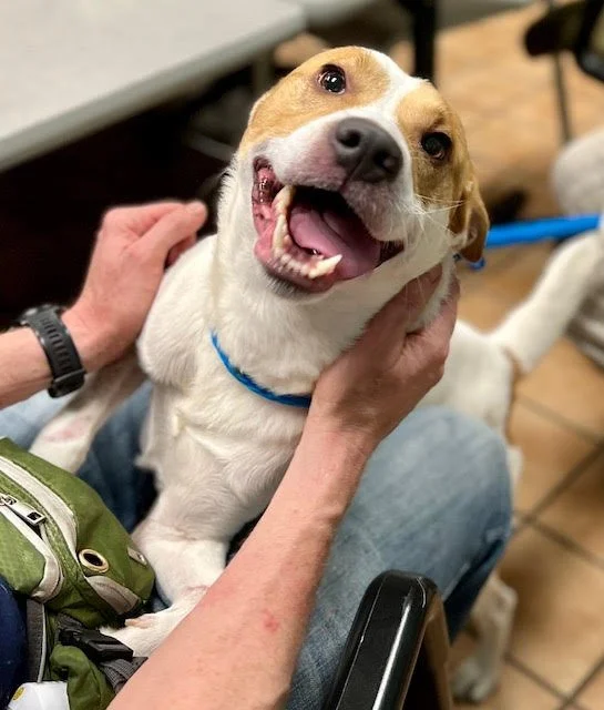 A happy dog with a brown and white coat, sitting on someone's lap, smiling with teeth showing, and being petted.