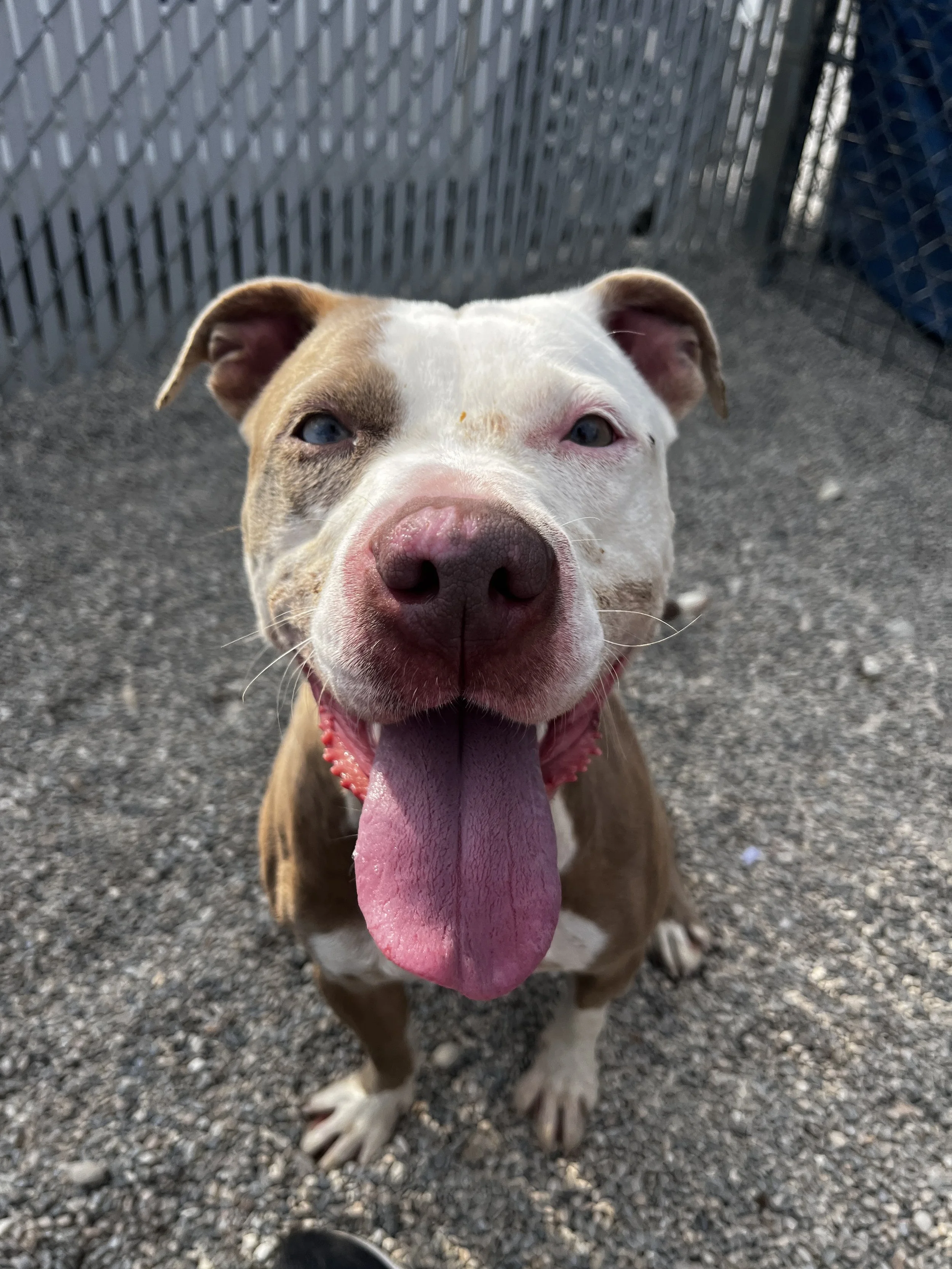 Close-up of a happy brown and white dog with a pink tongue hanging out, standing outside on a gravel surface near a metal fence.