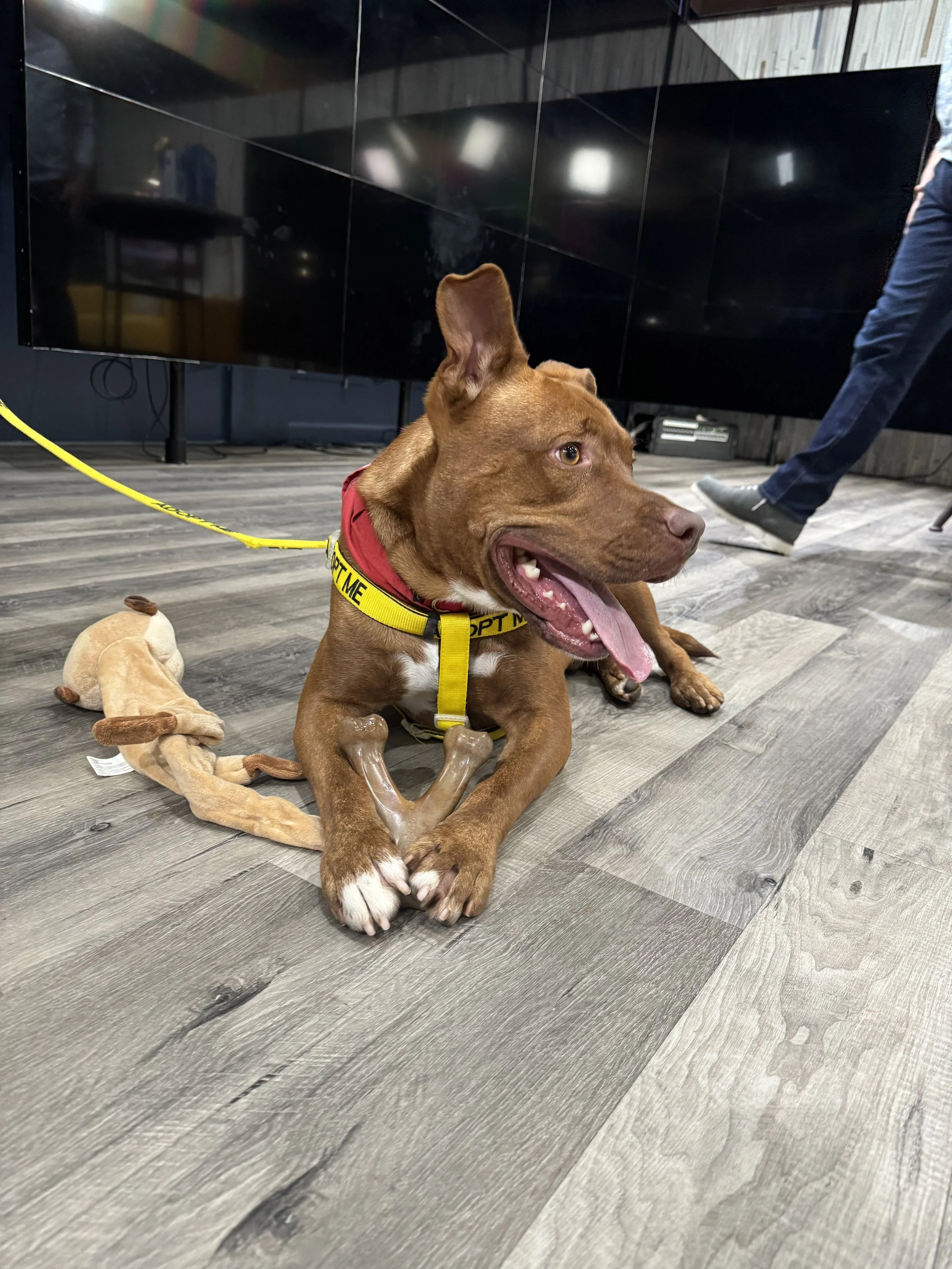 A brown dog with a yellow harness lying on a wooden floor, panting with its tongue out, next to a stuffed animal toy.