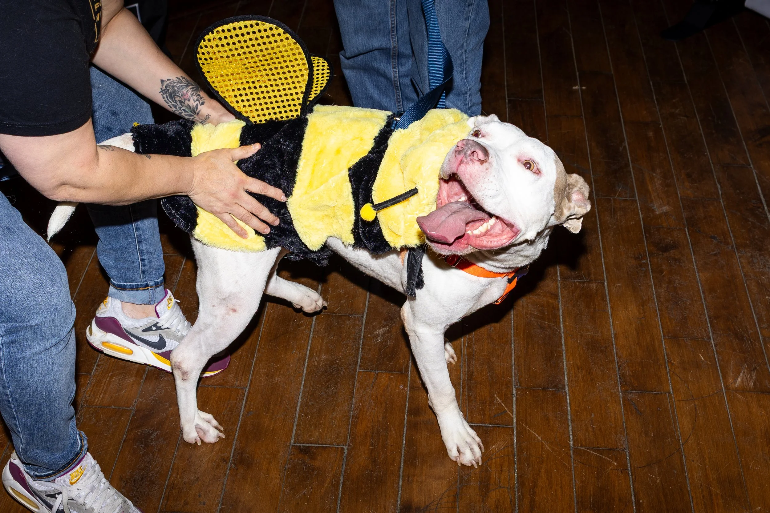 A happy white dog wearing a bee costume with yellow and black fuzzy stripes, bee wings, and a yellow pom-pom on the collar, standing on a wooden floor. A person in blue jeans and colorful sneakers is helping the dog with the costume, and another person is visible in the background.