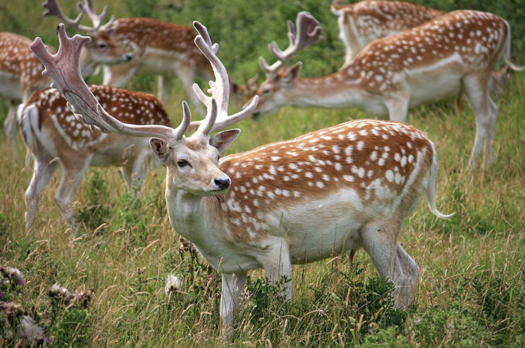 Fallow hunt