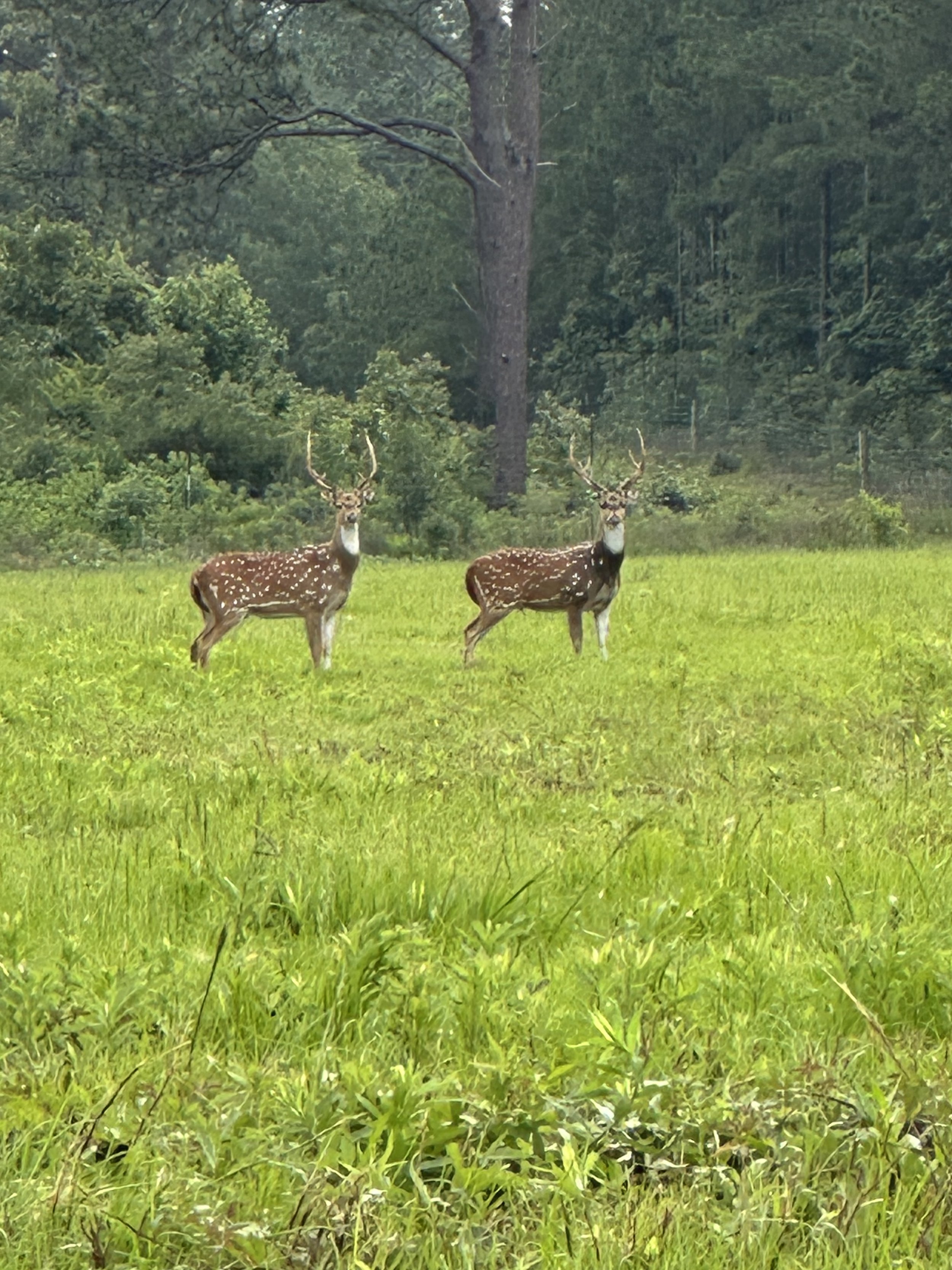 IMG_1818.jpeg