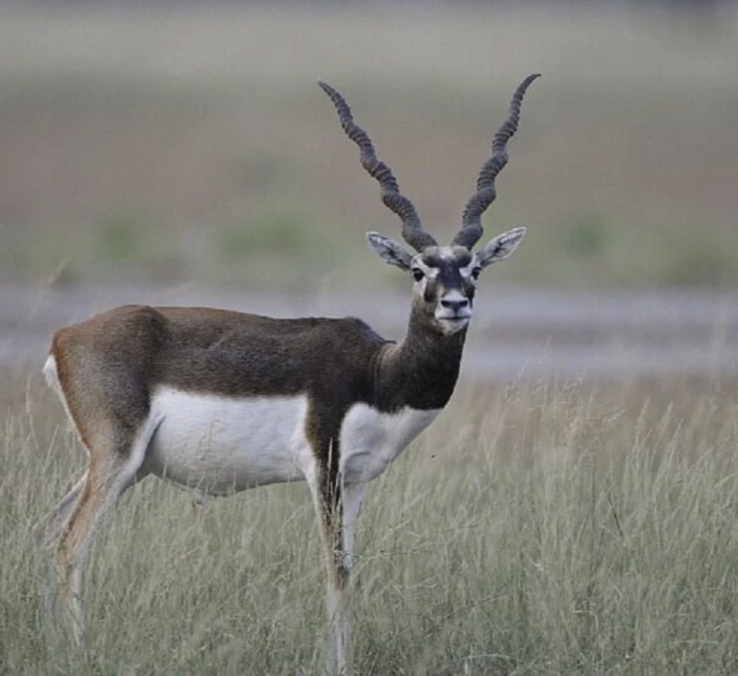 Black Buck hunt