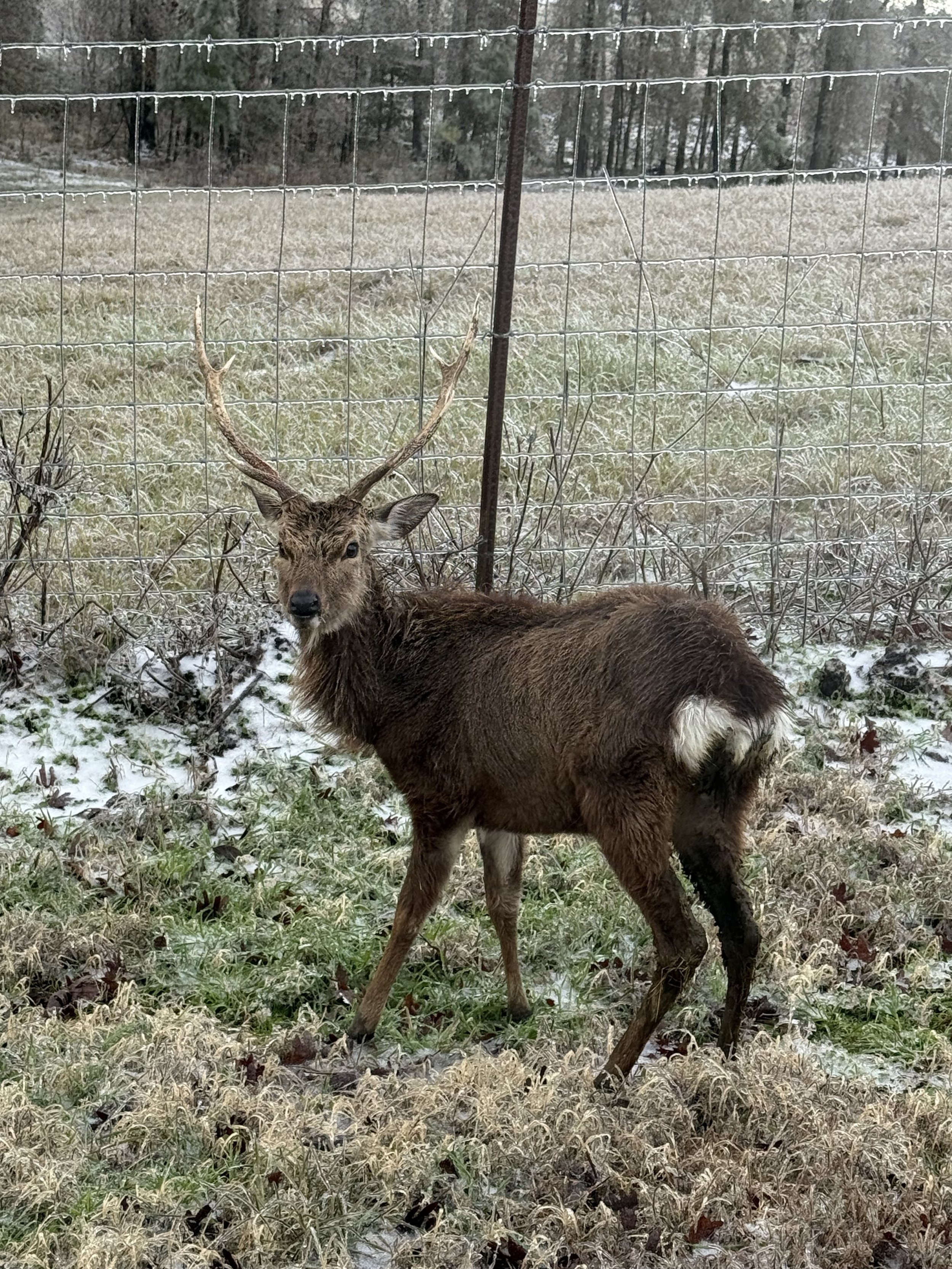 Sika hunt