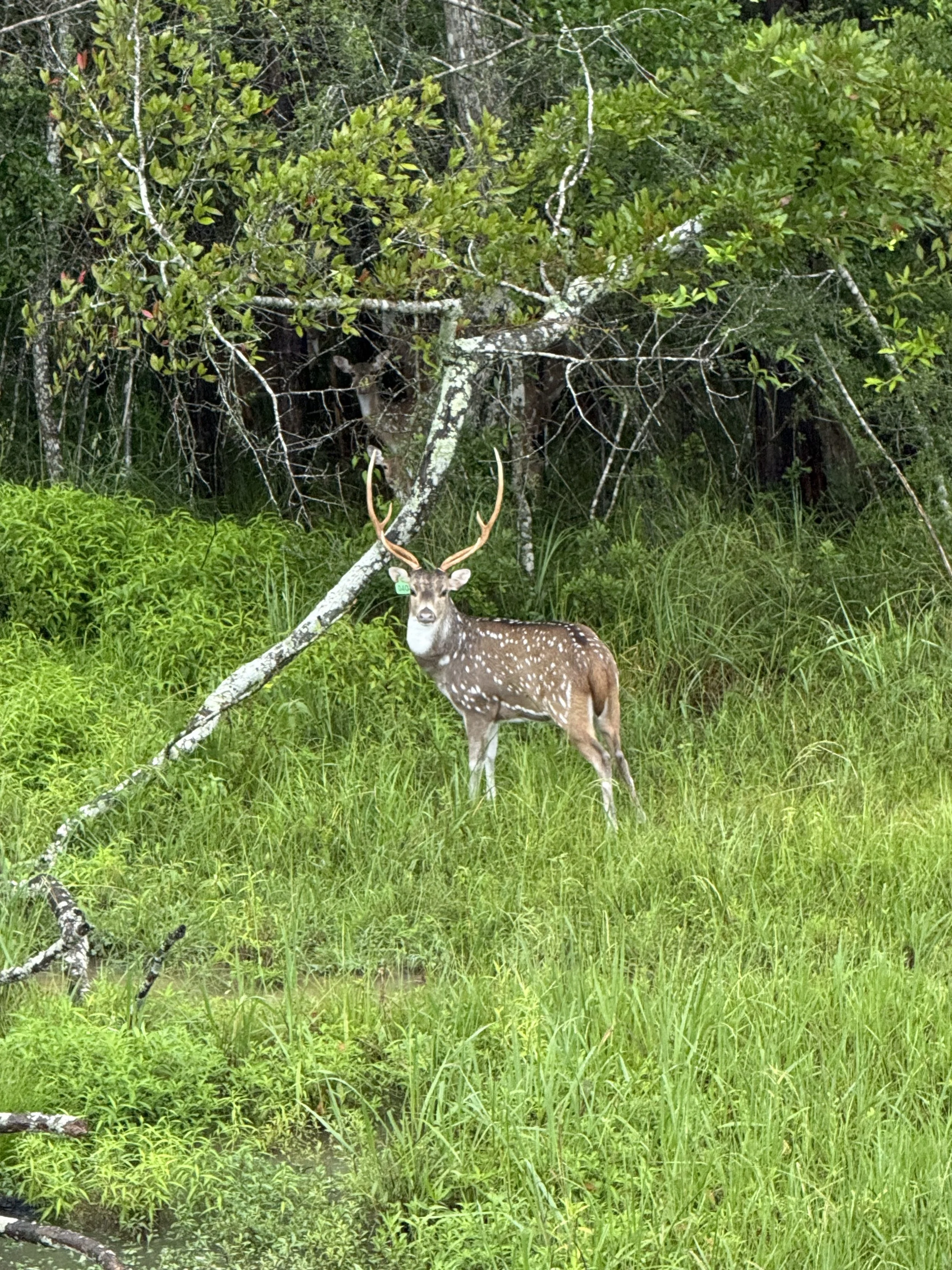 AXIS HUNT