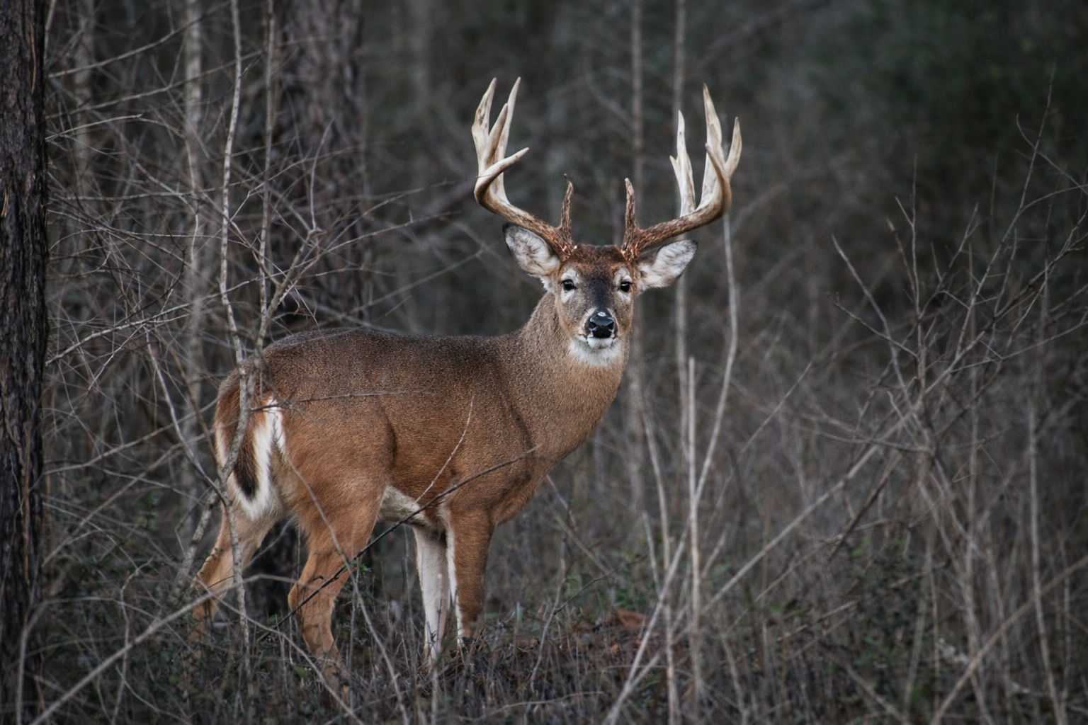 White Tail Hunt (click on score range for pricing)