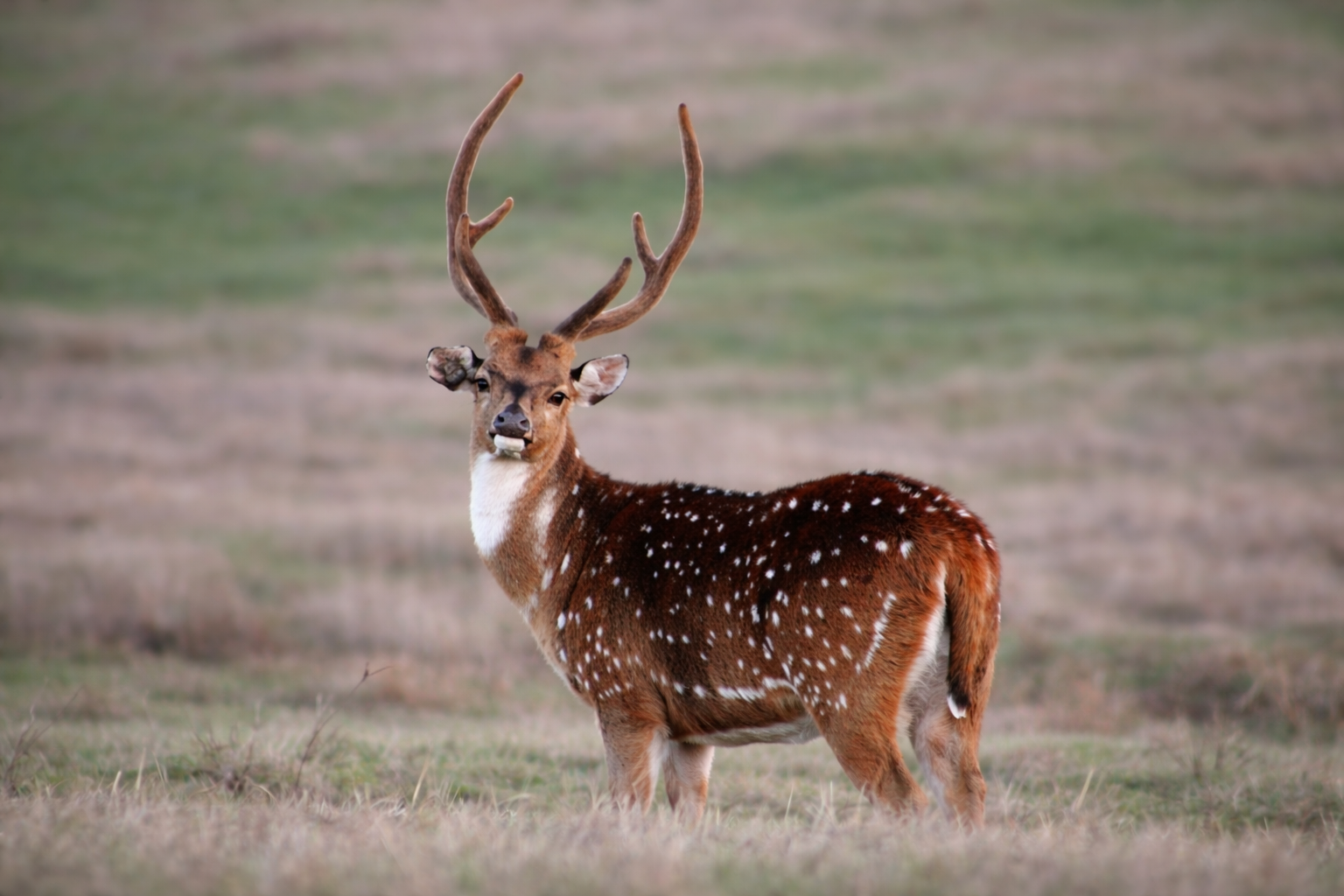 AXIS HUNT