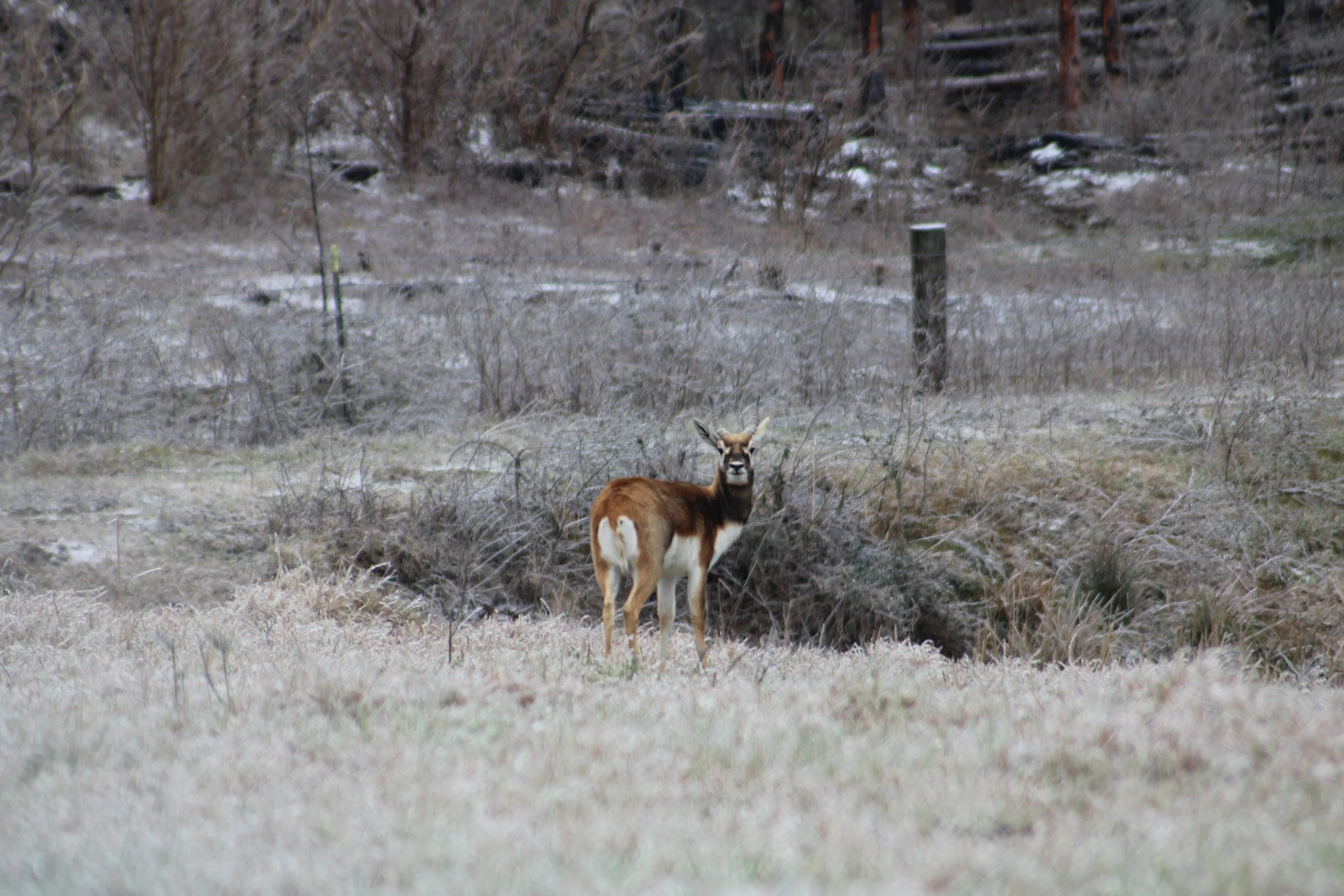 Black Buck hunt