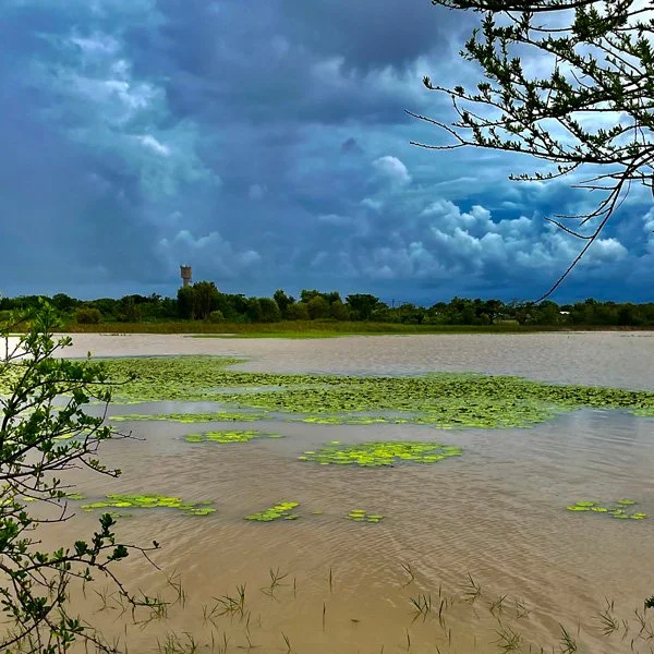 A view of a lake with lily pads, surrounded by trees and cloudy sky, with a distant tower on the horizon.