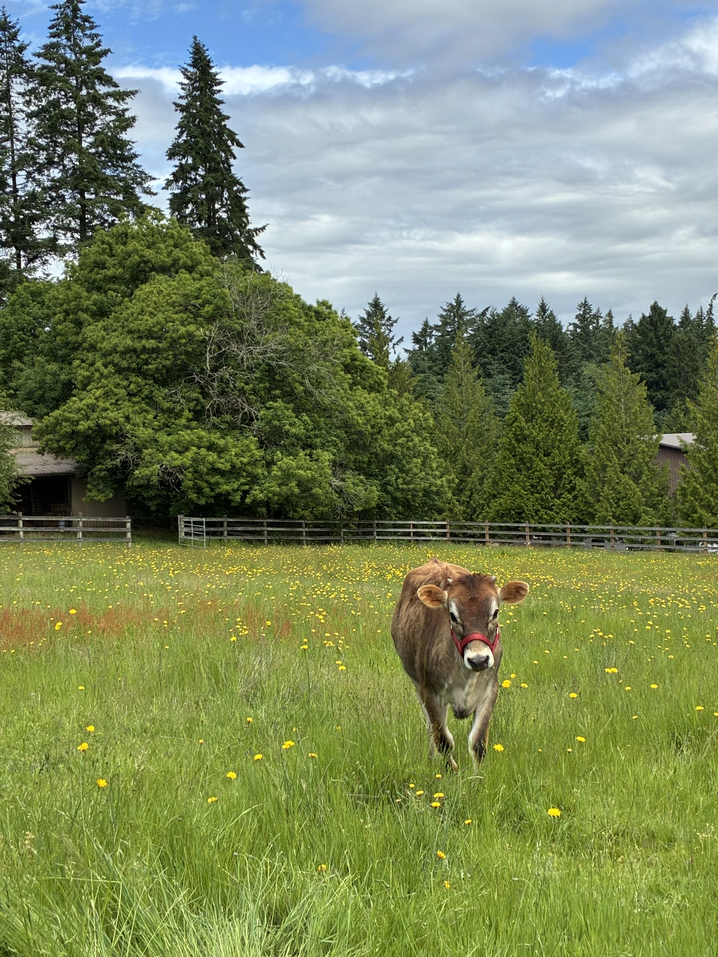 A young cow walking through green pasture on Light Hill Farm, specializing in grass fed beef.