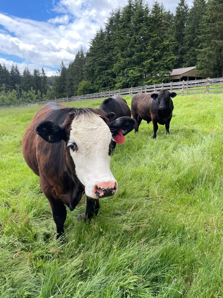 Three cows grazing on a lush green pasture with trees and a cloudy sky in the background. Grass fed beef from Light Hill Farm.