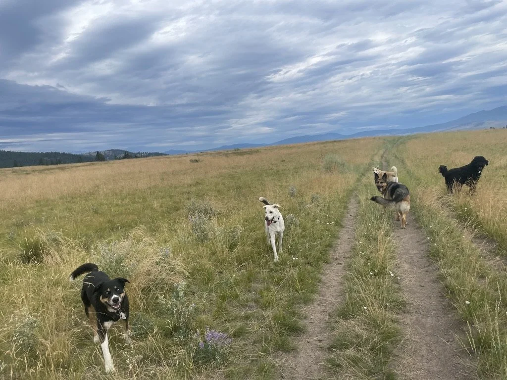 Dogs exploring a grassy Montana trail on a Dogwarts pack hike