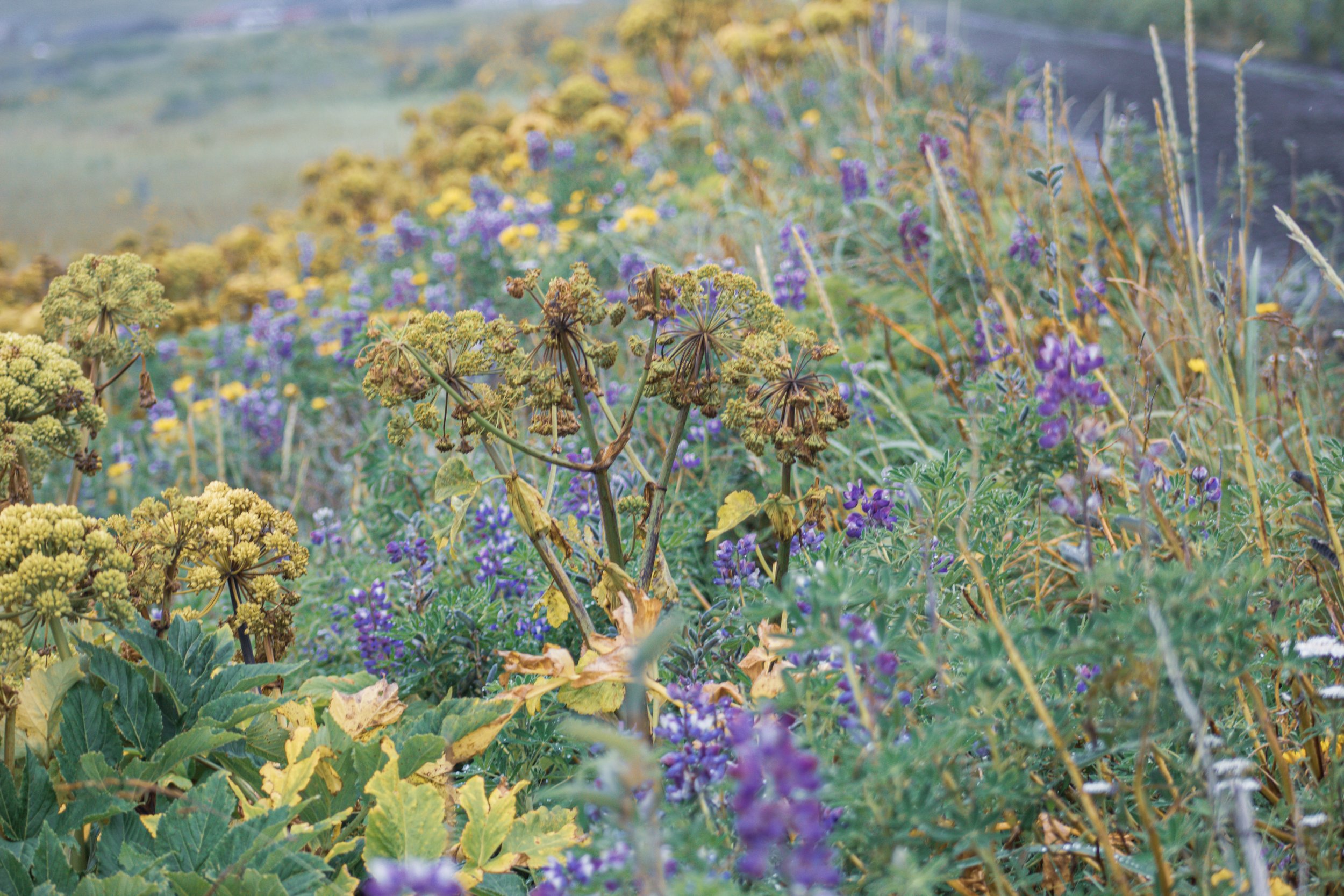 7-IMG_4057 - Copy.jpg