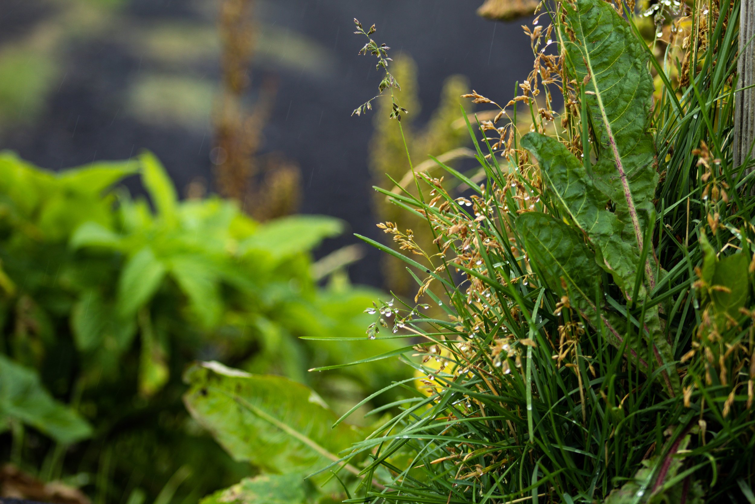 8-IMG_4056 - Copy.jpg