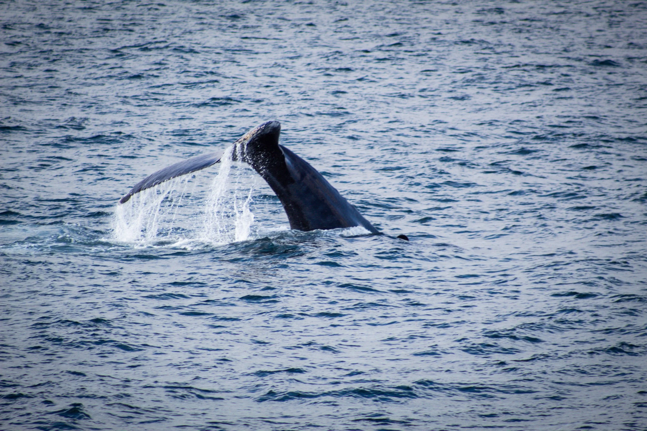 12-IMG_3977 - Copy.jpg