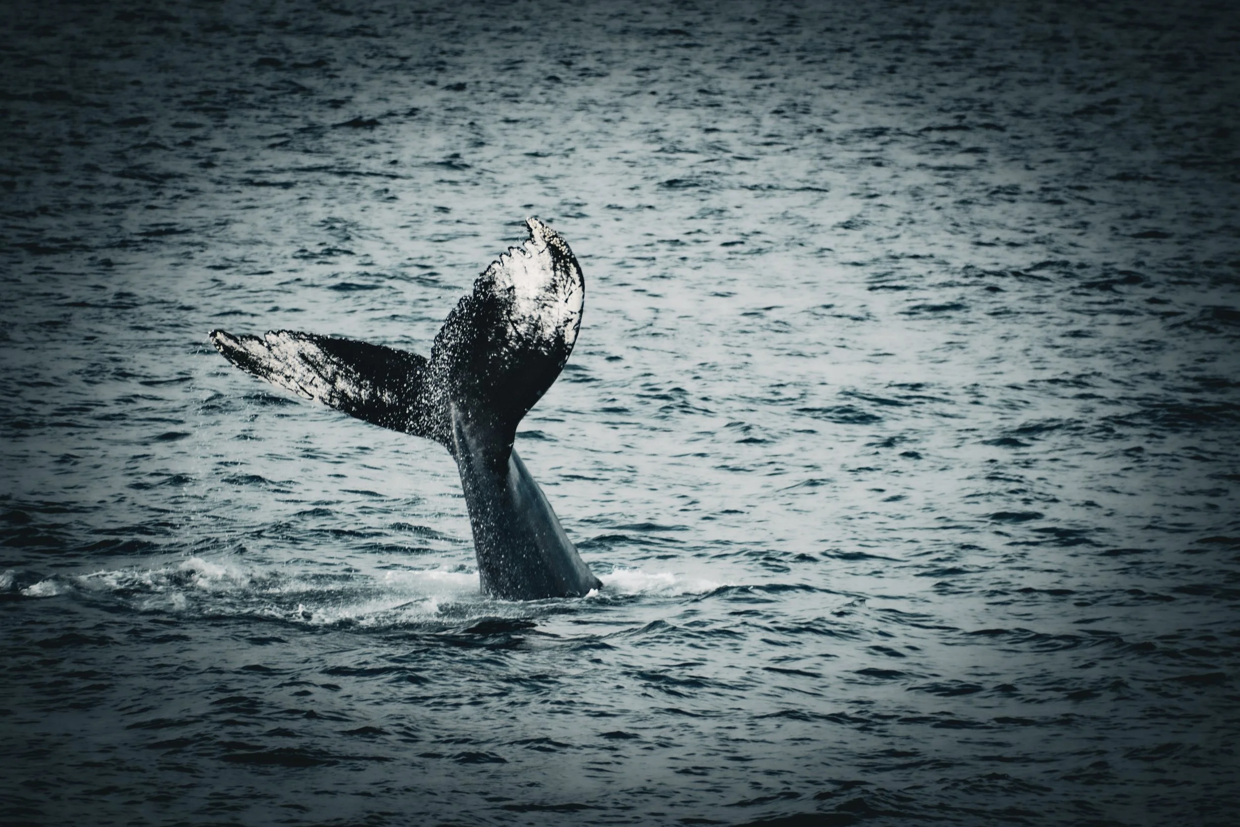 11-IMG_3979 - Copy.jpg