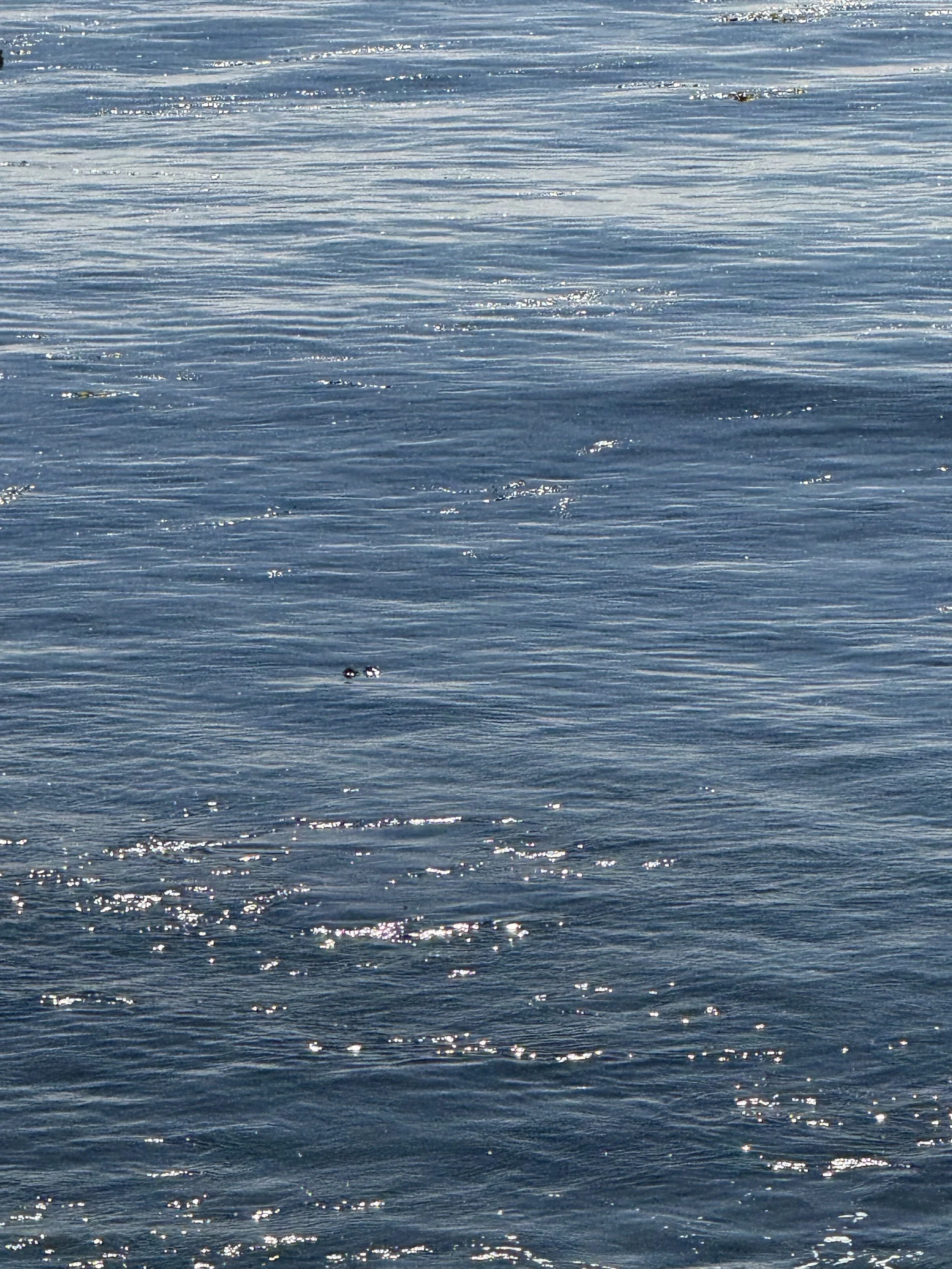 Glittering open water with gentle waves reflecting sunlight.