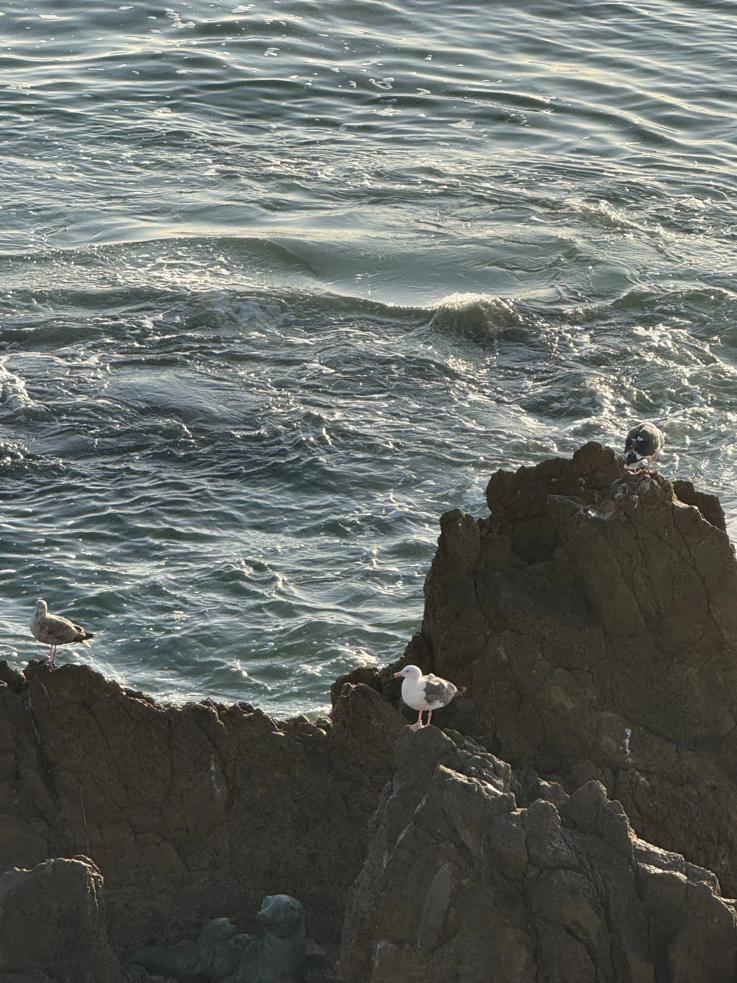 Seagulls perched on rocks by the ocean shore with waves in the background.