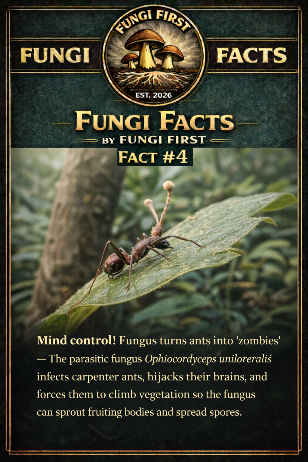 FACT #4 — The “zombie ant” fungus can control an ant’s behavior
