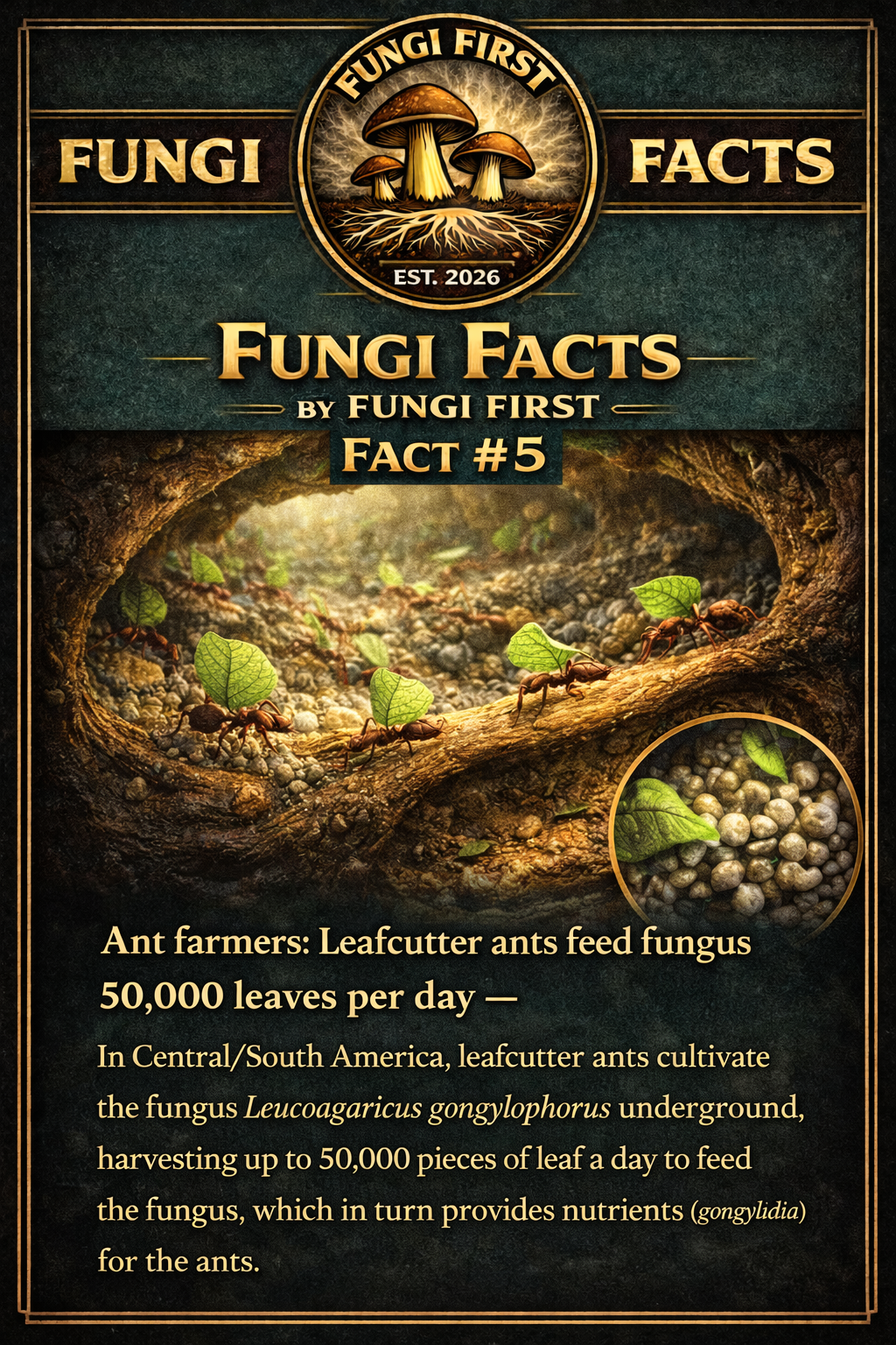 Fungi Facts by Fungi First, Fact #5: leafcutter ants carrying leaf pieces to an underground fungus garden farm in a forest scene.