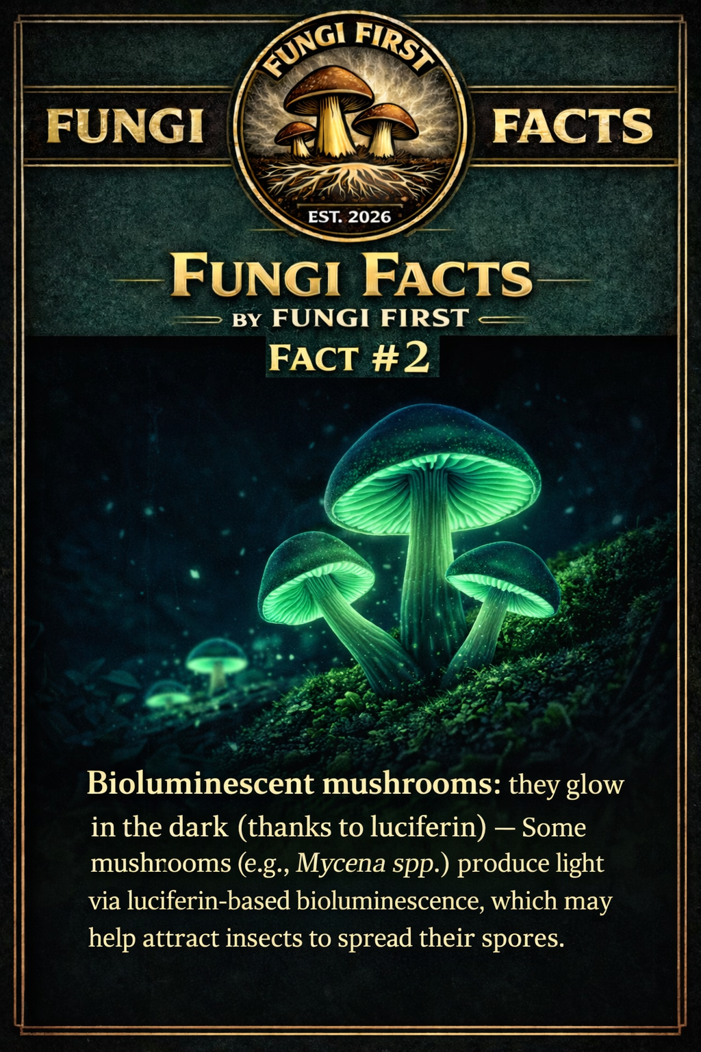 Fungi Facts by Fungi First, Fact #2: Bioluminescent mushrooms glowing green in a dark forest, explaining glow-in-the-dark fungi and luciferin-based bioluminescence.