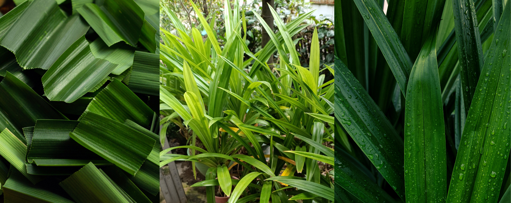 What Does Pandan Taste Like?