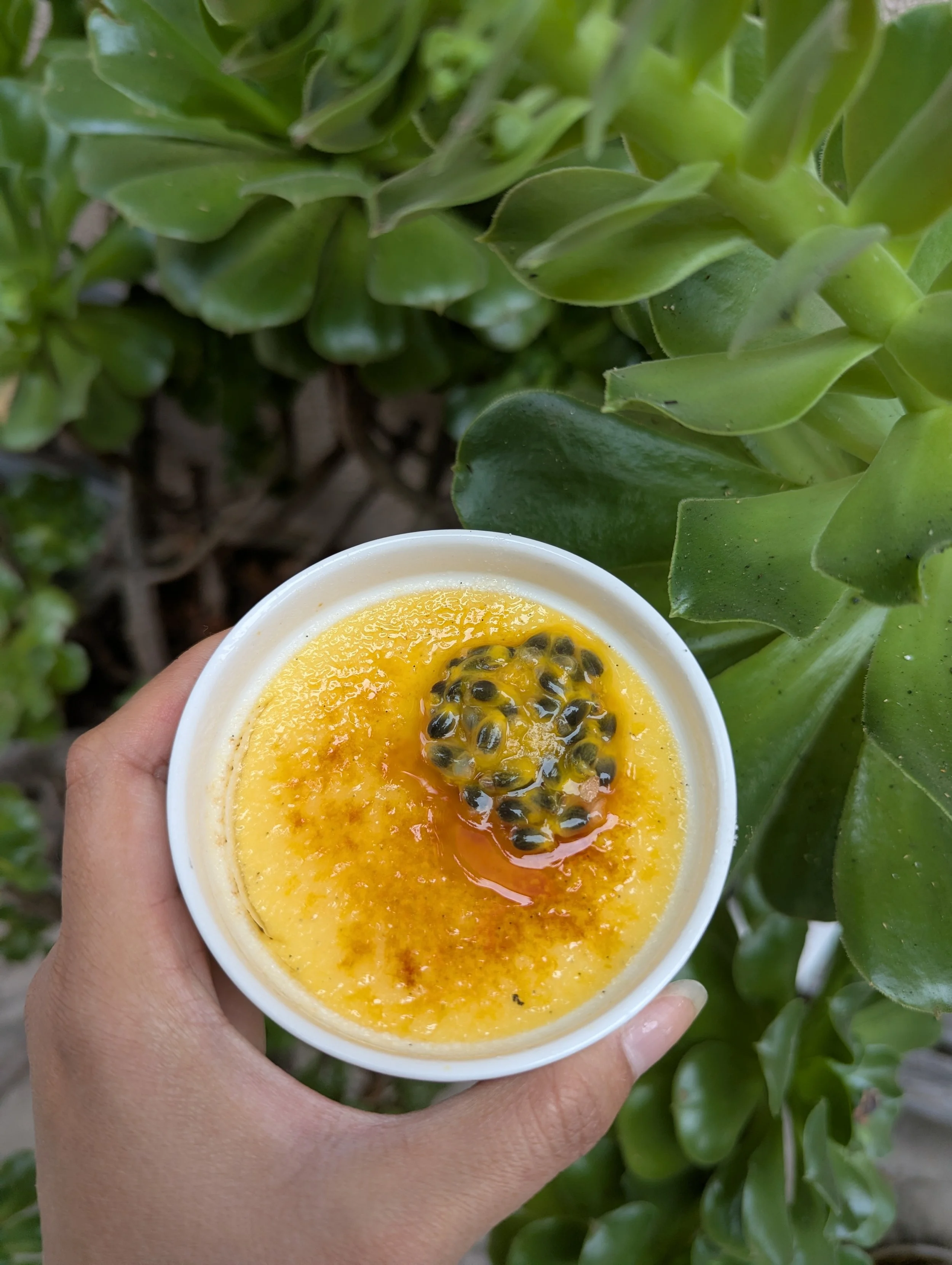 Close-up of a person holding a small cup of passion fruit pudding topped with passion fruit seeds, with green leafy plants in the background.