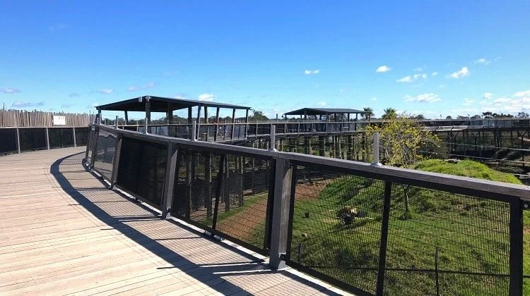 Elevated visitor boardwalk at Sydney Zoo