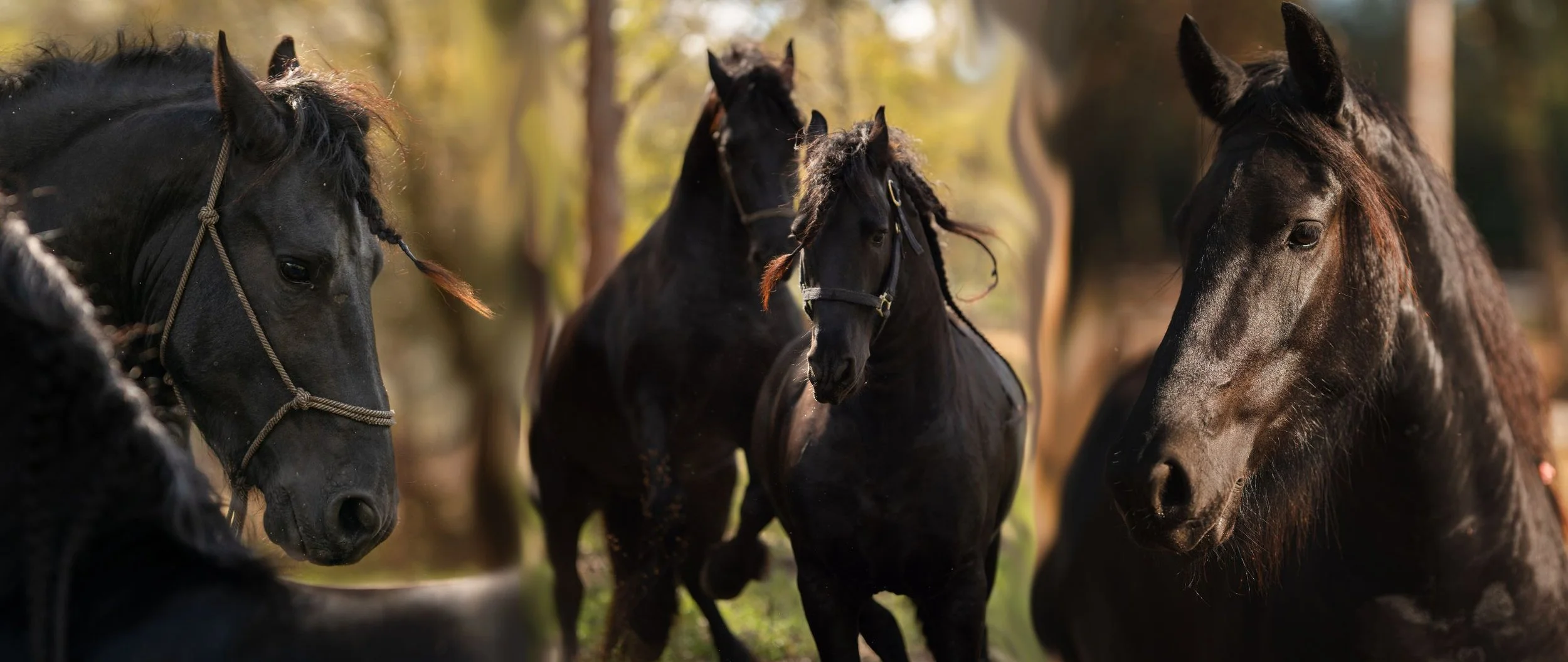 Varios caballos negros en un entorno natural con árboles. Vaqueros Del Pantano.
