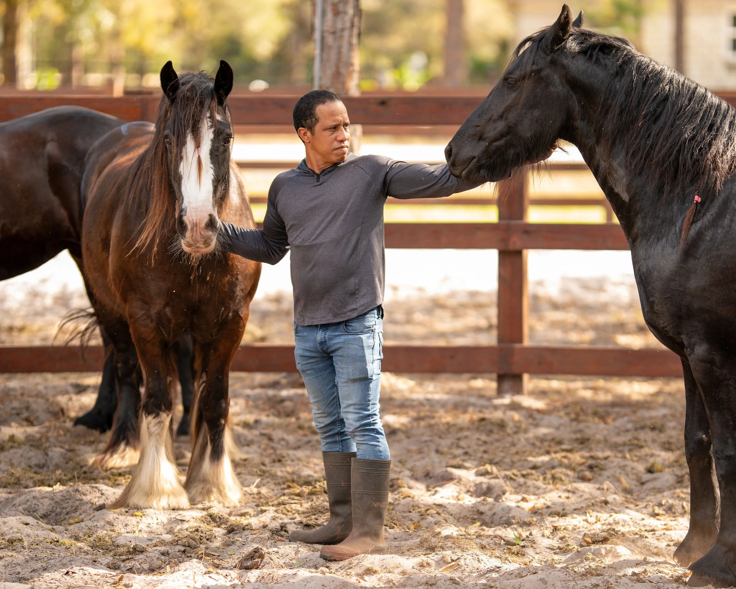 Un hombre en un corral con dos caballos, uno negro y otro marrón, tocándolos y cuidándolos. Vaqueros Del Pantano.