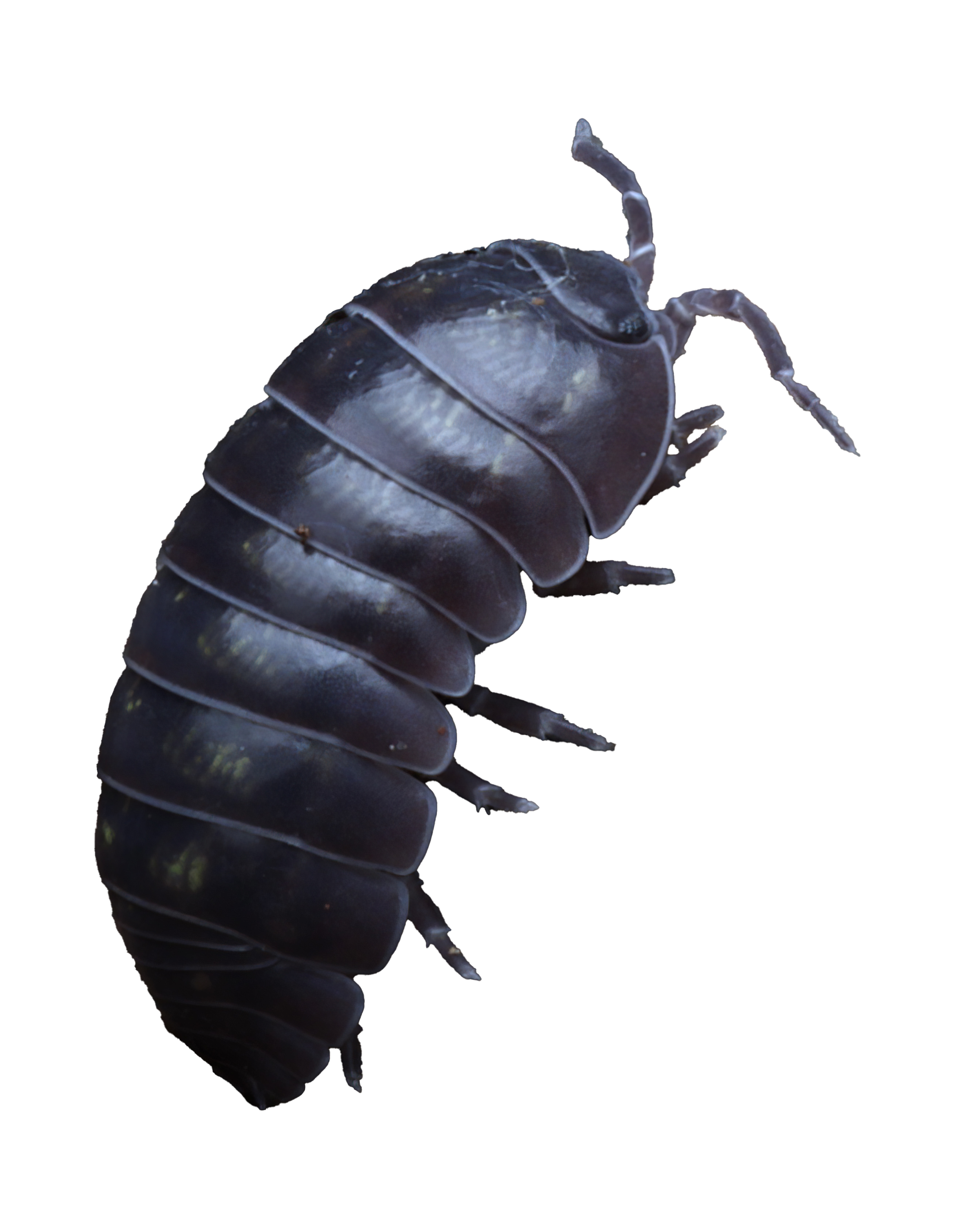 Close-up of a roly poly pill bug with a segmented body and six legs, isolated on a black background.
