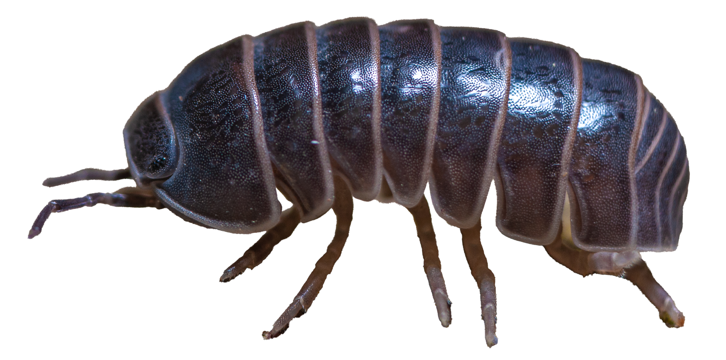 Close-up of a roly poly pill bug, also known as Armadillidiidae, with a dark, shiny, segmented exoskeleton.