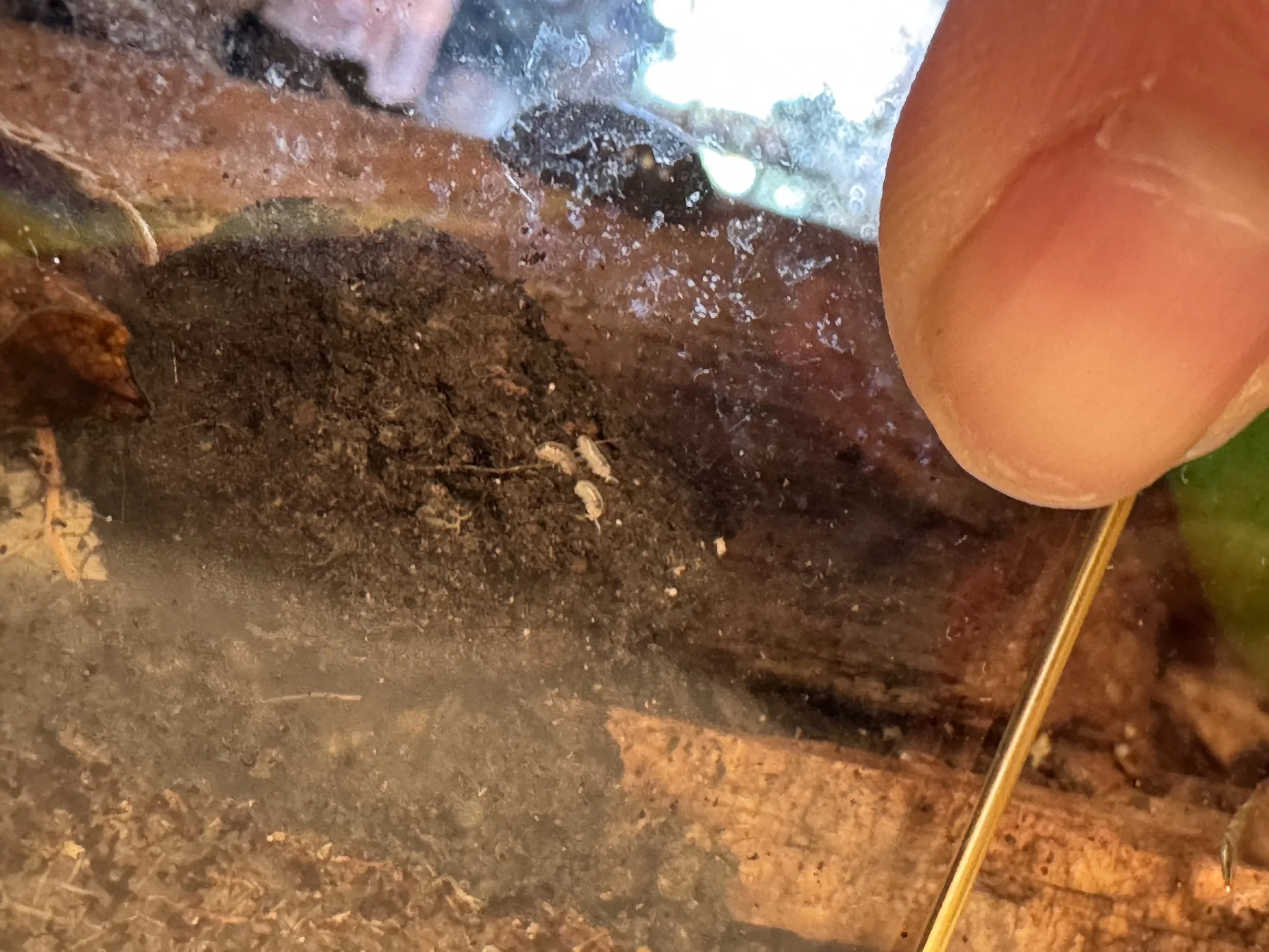 Close-up view of soil, a small rock, and part of a ripe peach with a smooth orange skin. a baby newborn roly poly