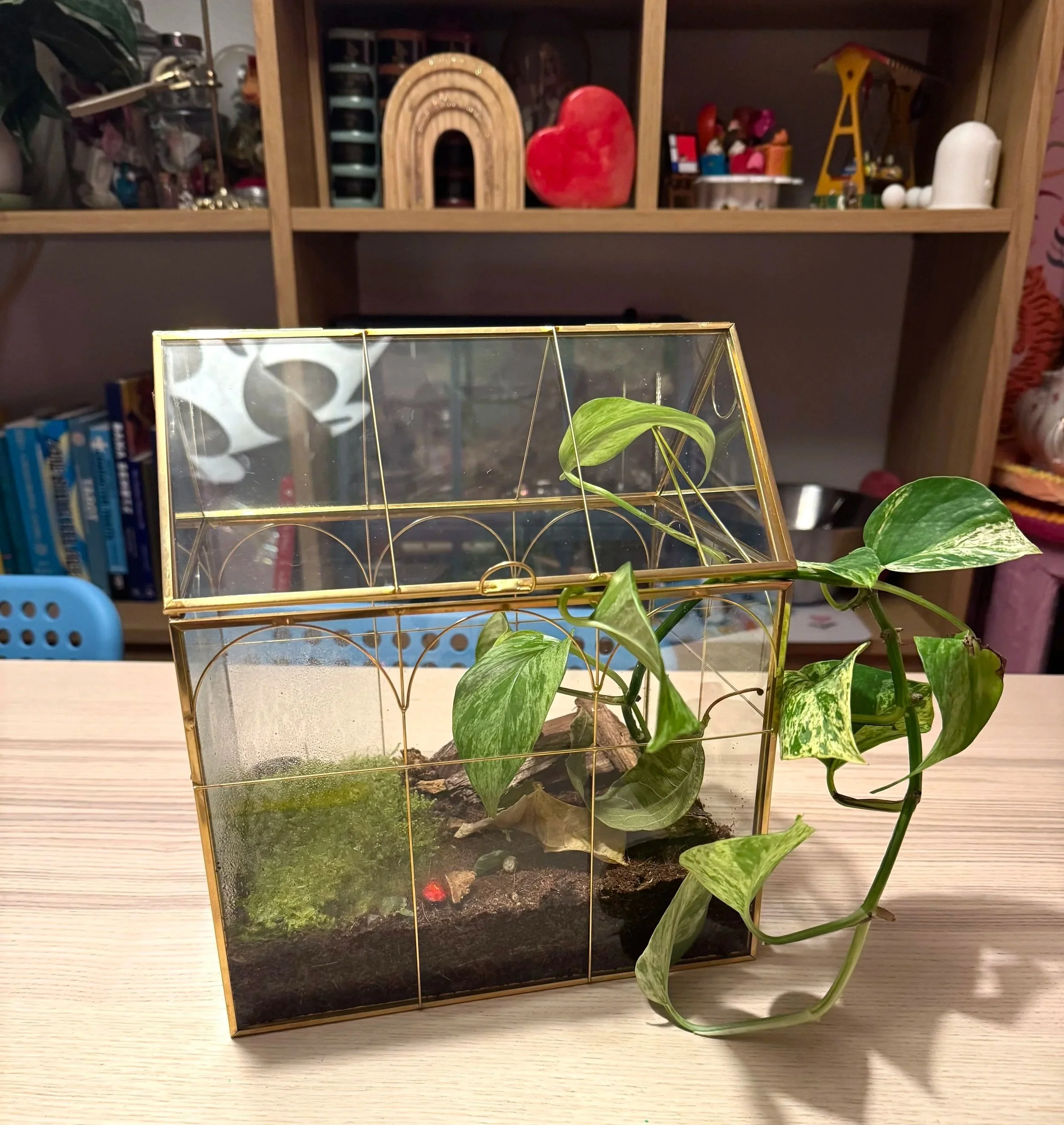A glass terrarium with a brass frame and a small green plant inside, placed on a wooden table with a plant plant nearby. In the background, a wooden shelf with decorative items including a wooden rainbow, red heart, and toys, roly poly habitat