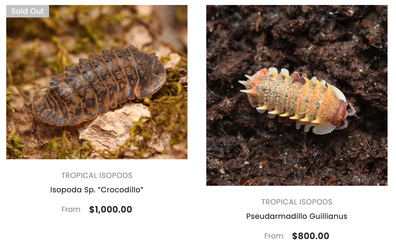 Two tortoise shell Pacific isopods on a natural surface. The left is labeled 'Sold Out'. The left is a brownish, patterned isopod, while the right thumbnail shows a yellowish, spiked isopod on a dark background.