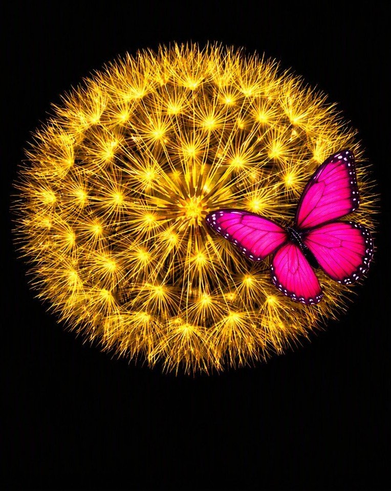 Glowing golden dandelion seed head with a vivid pink butterfly resting on it against a plain black background